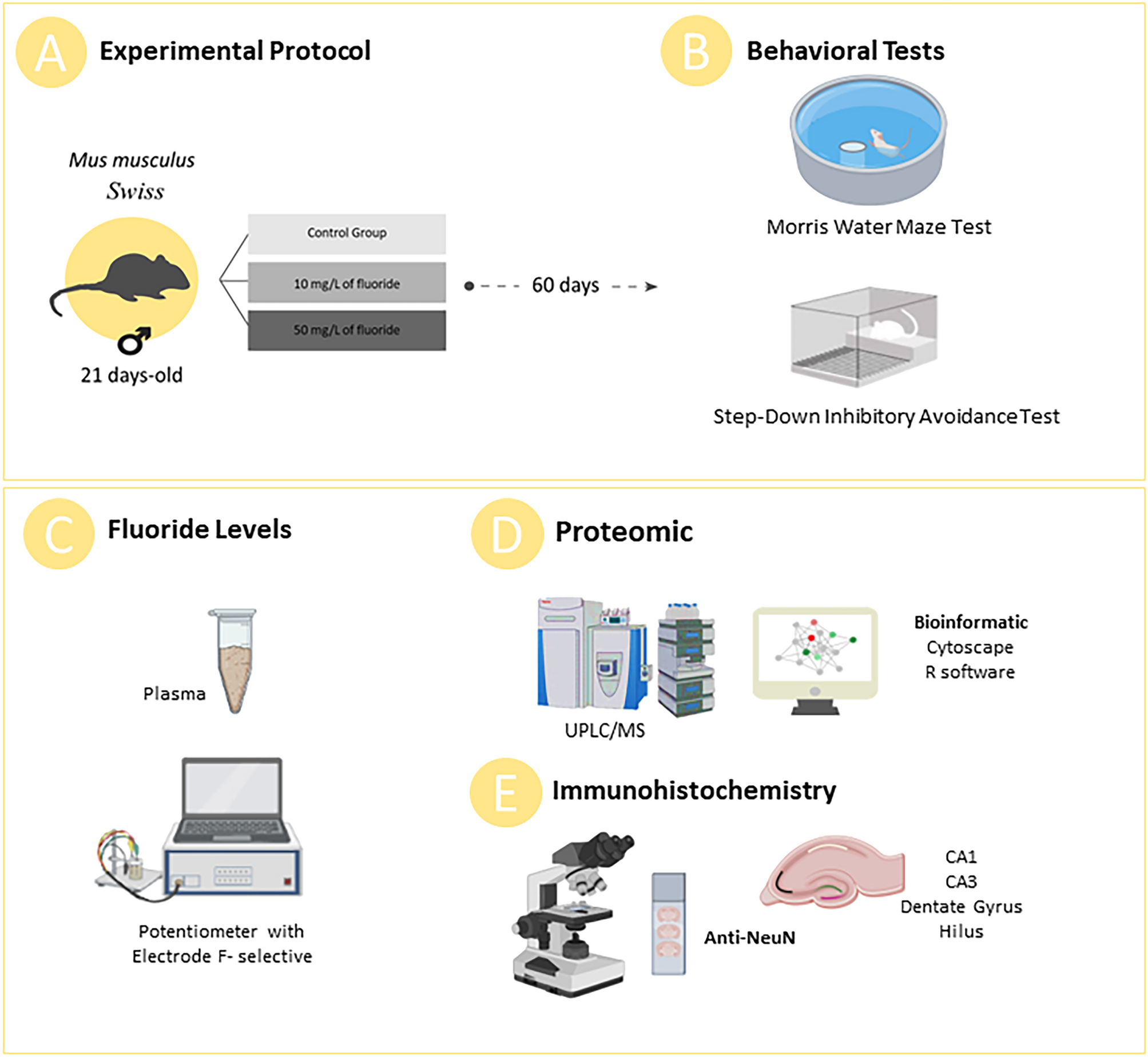 Prolonged exposure to high fluoride levels during adolescence to adulthood  elicits molecular, morphological, and functional impairments in the  hippocampus