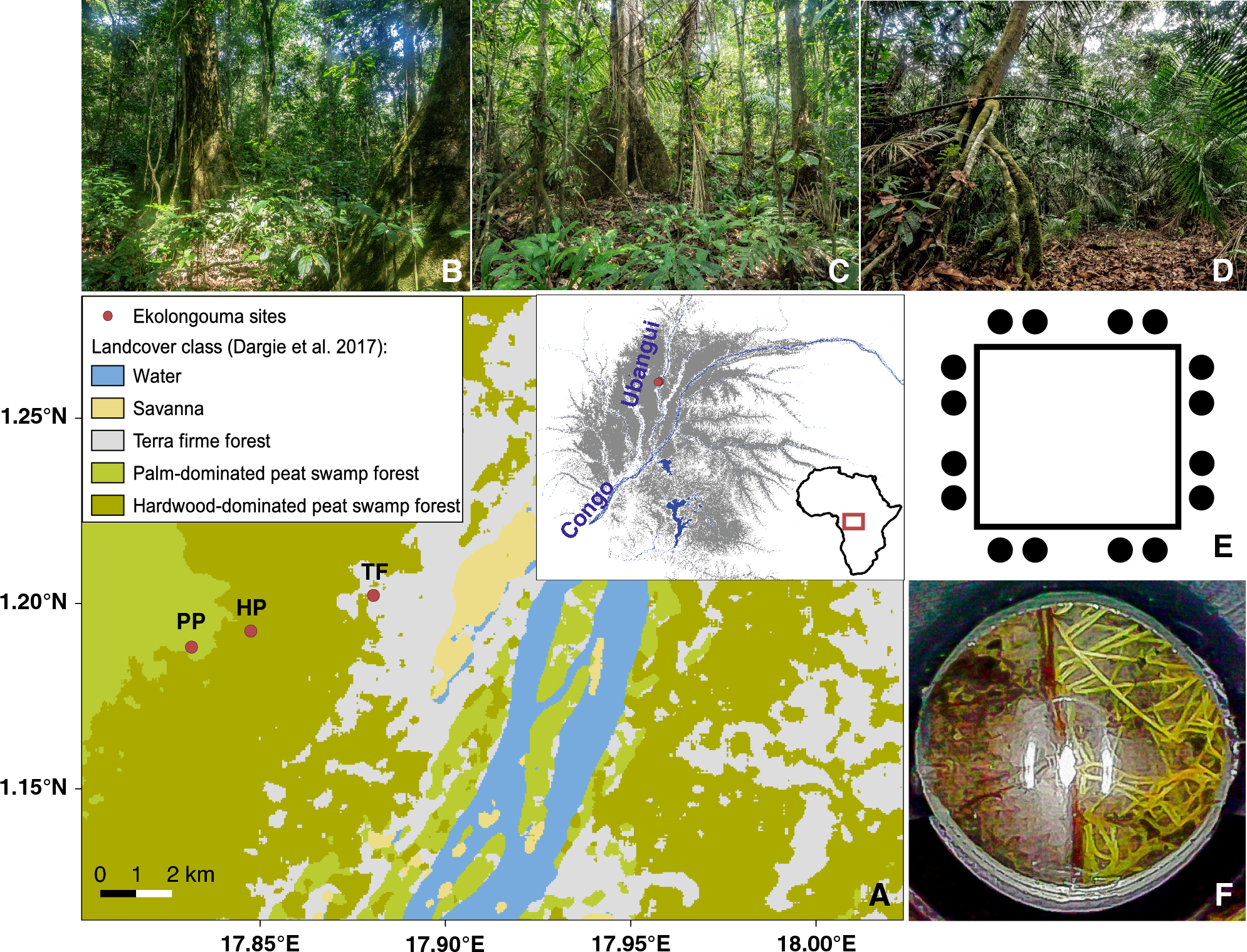 First estimates of fine root production in tropical peat swamp and terra  firme forests of the central Congo Basin | Scientific Reports