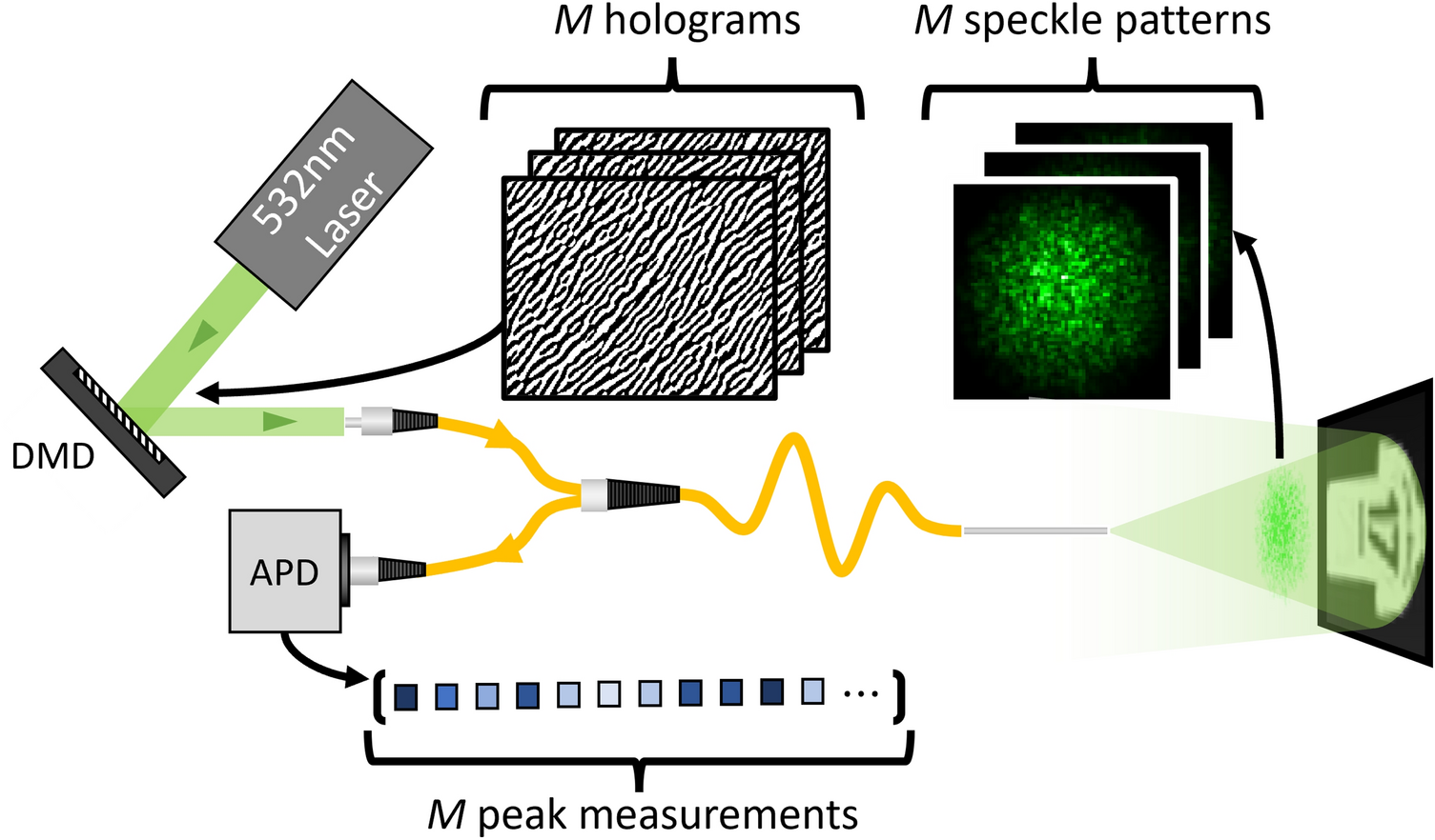 Robust real-time imaging through flexible multimode fibers | Scientific  Reports