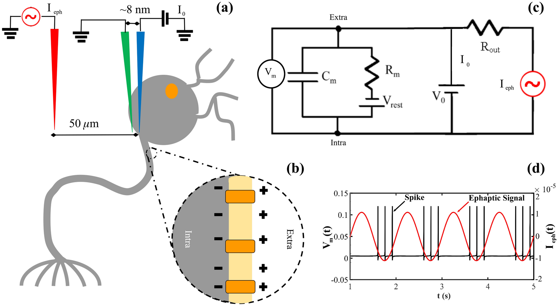 Electrophysiological damage to neuronal membrane alters ephaptic  entrainment | Scientific Reports