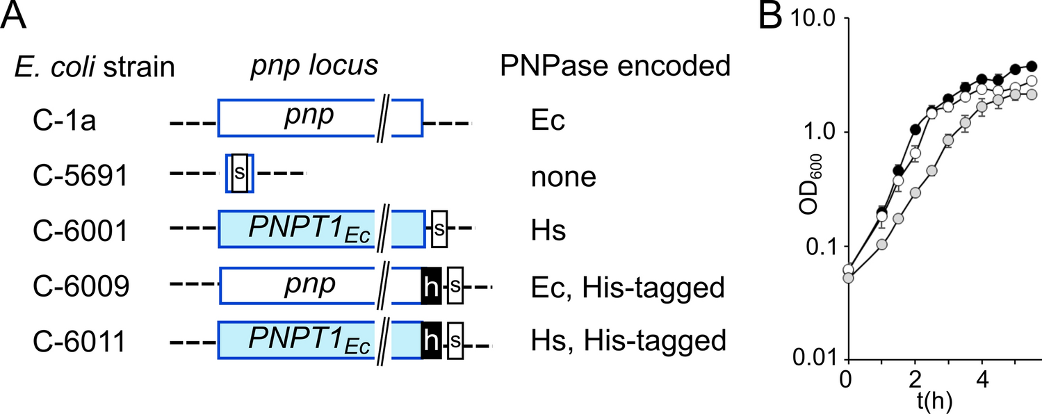 human-pnpase-causes-rna-stabilization-and-accumulation-of-r-loops-in-the-escherichia-coli-model-system-scientific-reports