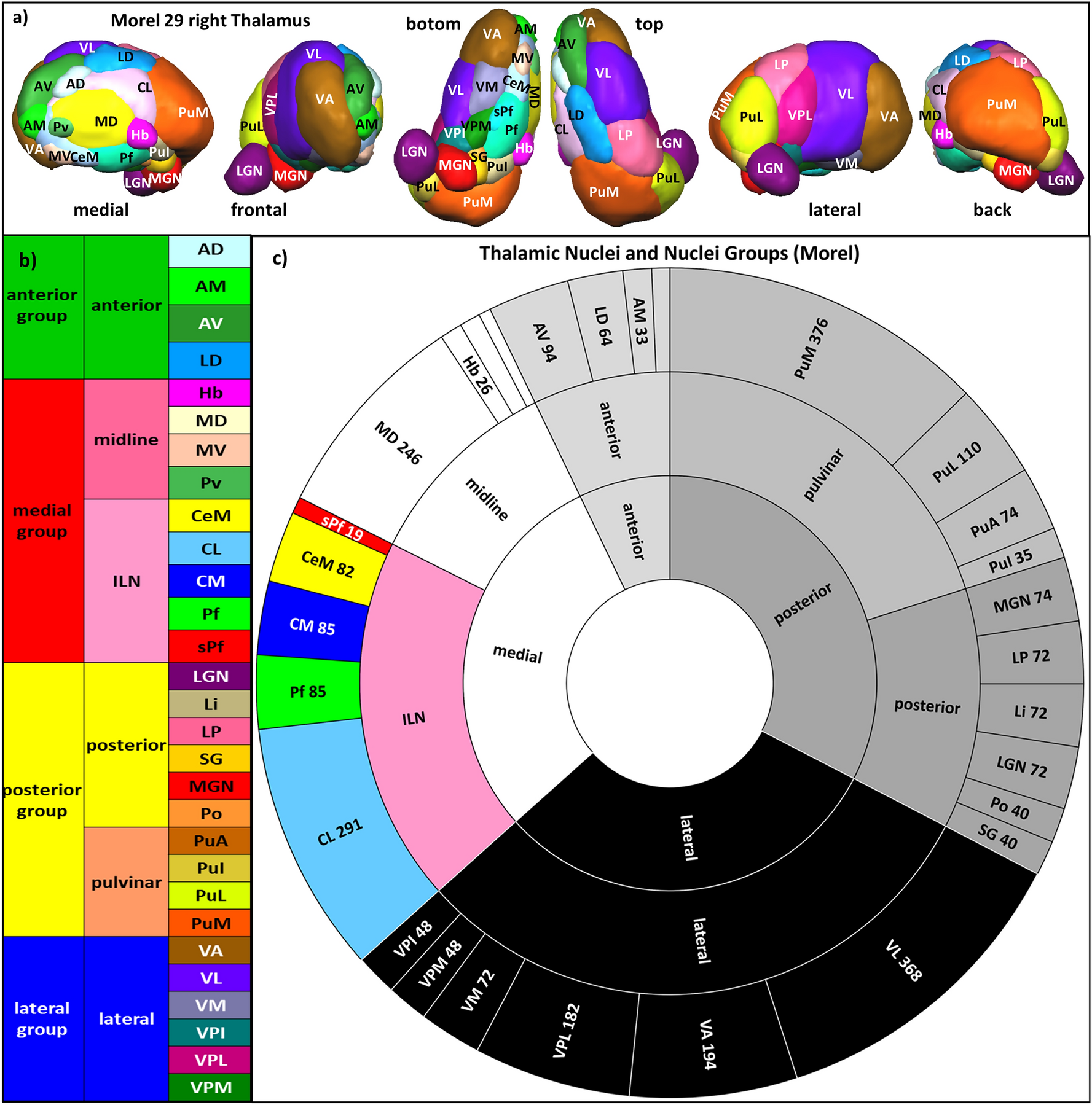 PDF) Tractographical model of the cortico-basal ganglia and corticothalamic  connections: Improving Our Understanding of Deep Brain Stimulation