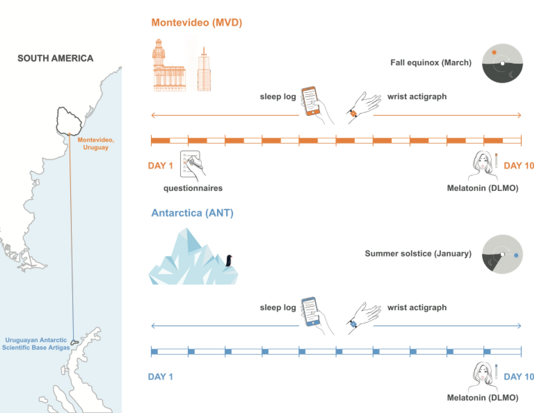 Individual light history matters to deal with the Antarctic summer 