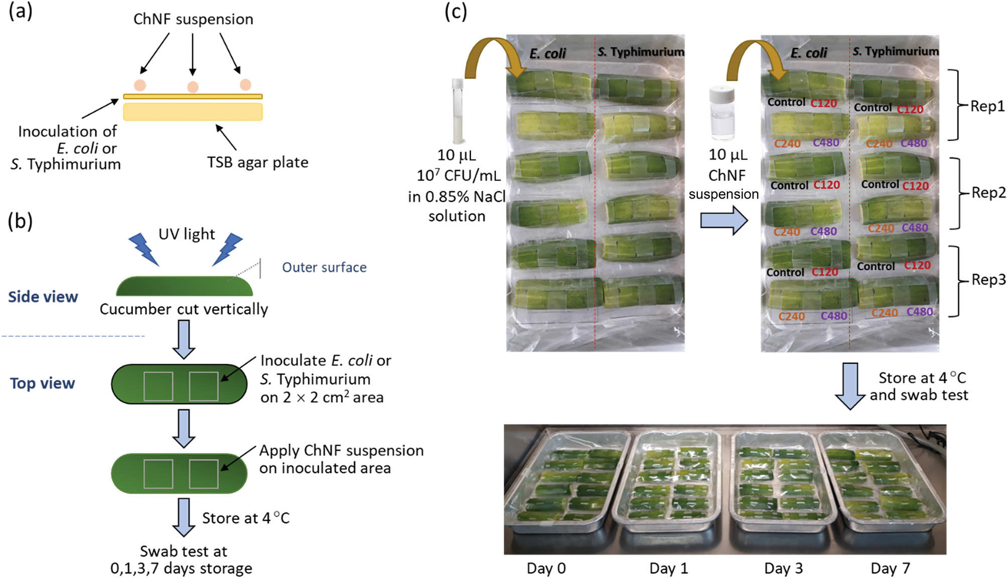 Development of chitin nanofiber coatings for prolonging shelf life and  inhibiting bacterial growth on fresh cucumbers | Scientific Reports