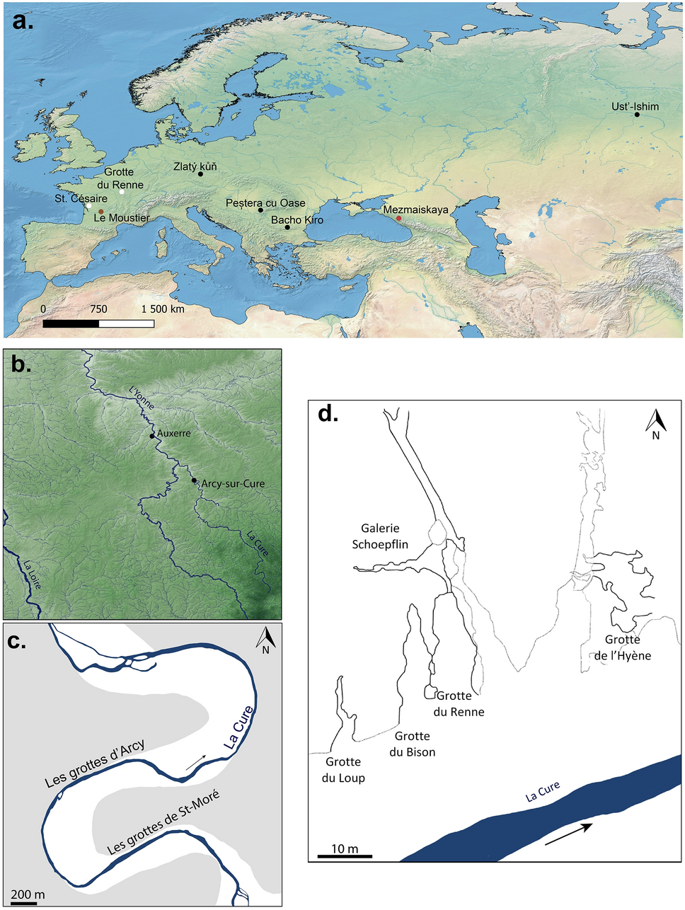 Anatomically modern human in the Châtelperronian hominin collection from  the Grotte du Renne (Arcy-sur-Cure, Northeast France) | Scientific Reports