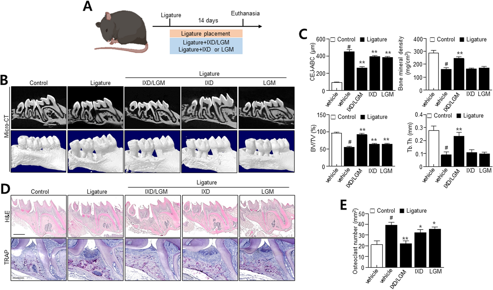 Host defense peptides combined with MTA extract increase the