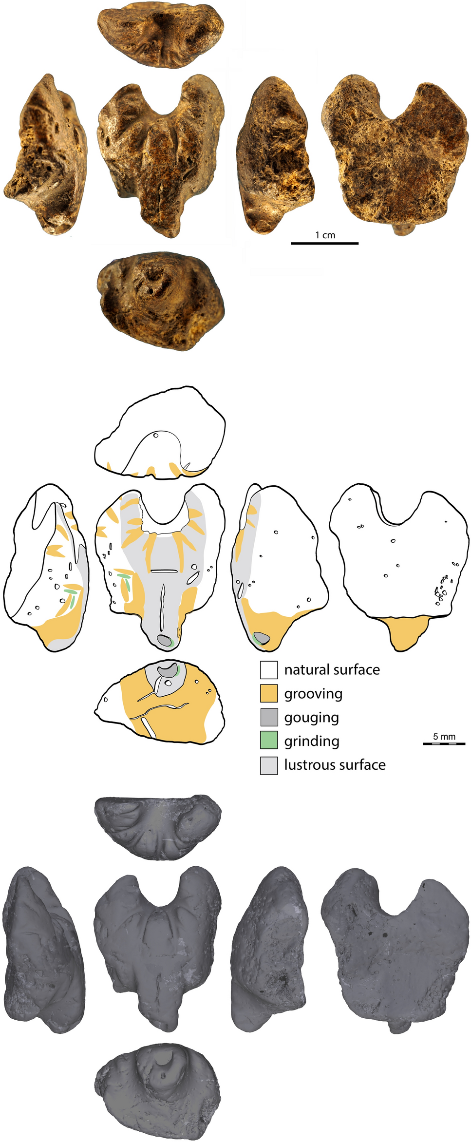 A 36,200-year-old carving from Grotte des Gorges, Amange, Jura, France |  Scientific Reports