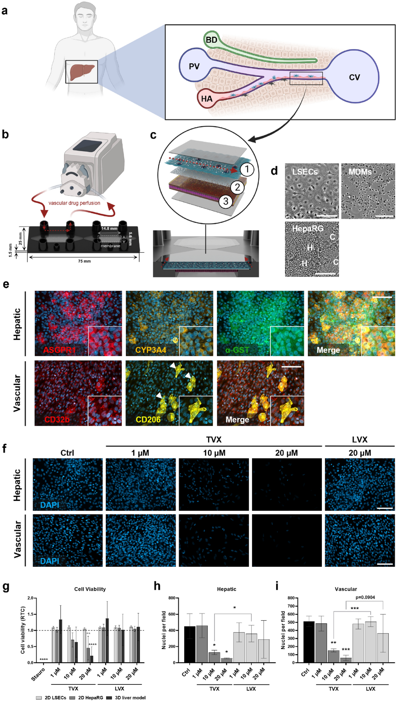Evaluation of drug-induced liver toxicity of trovafloxacin and levofloxacin  in a human microphysiological liver model | Scientific Reports
