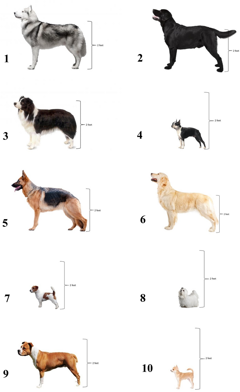 Dog On Scale Royalty-Free Images, Stock Photos & Pictures