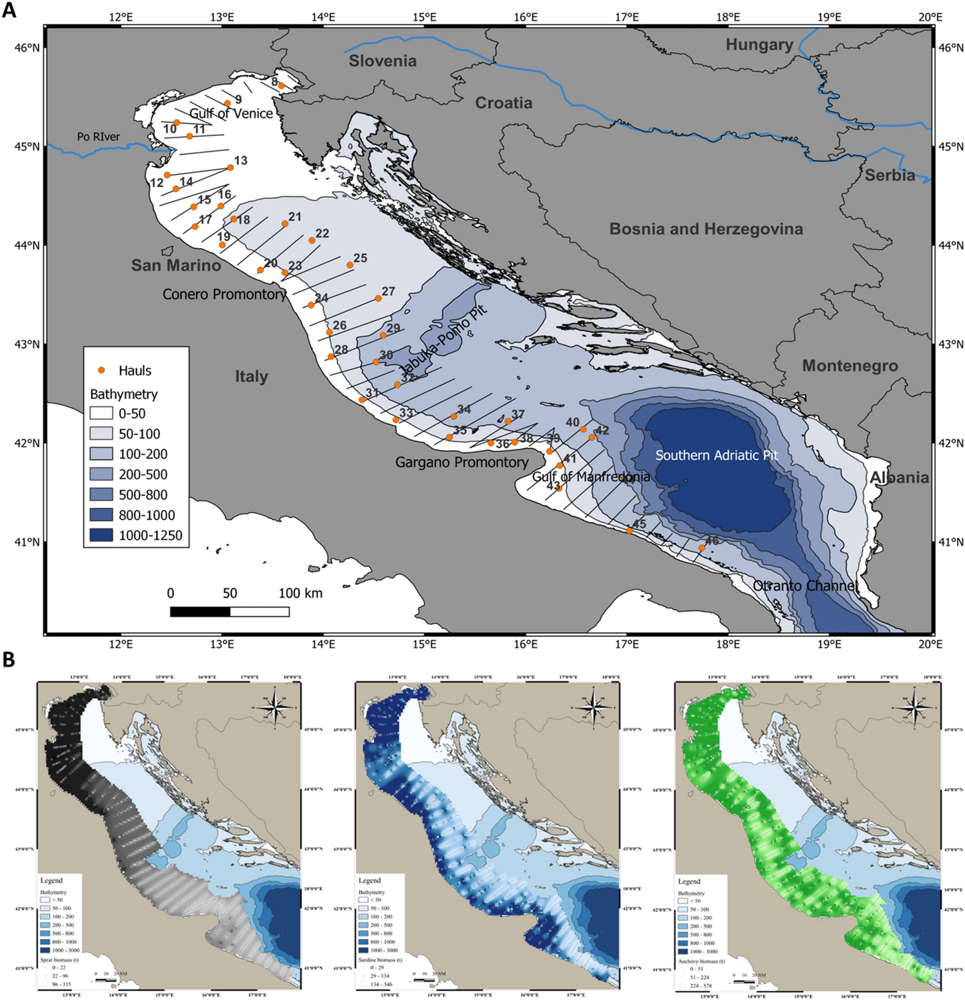 The pelagic food web of the Western Adriatic Sea: a focus on the