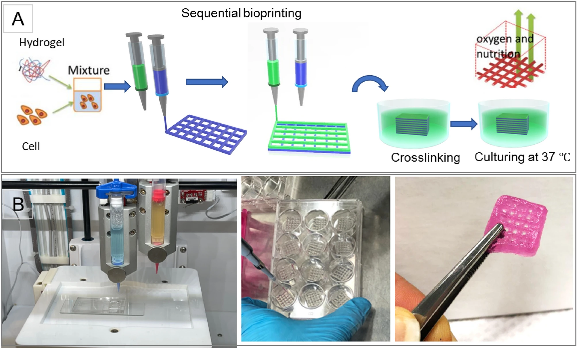 New 3D-Printed Tumor Model Enables Faster, Less Expensive and Less Painful Cancer Treatment