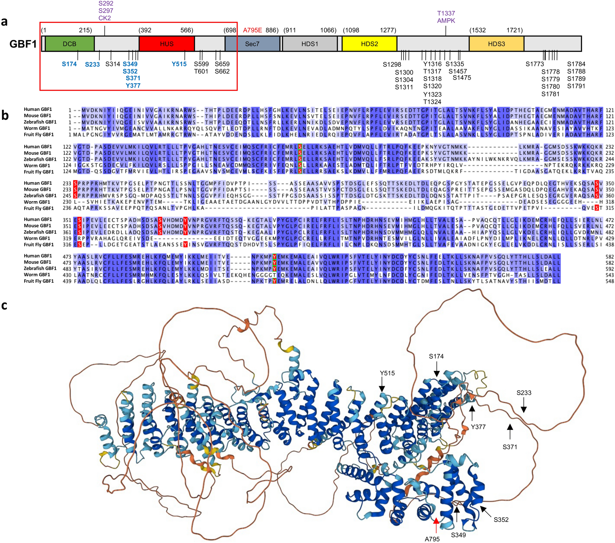 Site-specific phosphorylations of the Arf activator GBF1 differentially  regulate GBF1 function in Golgi homeostasis and secretion versus  cytokinesis