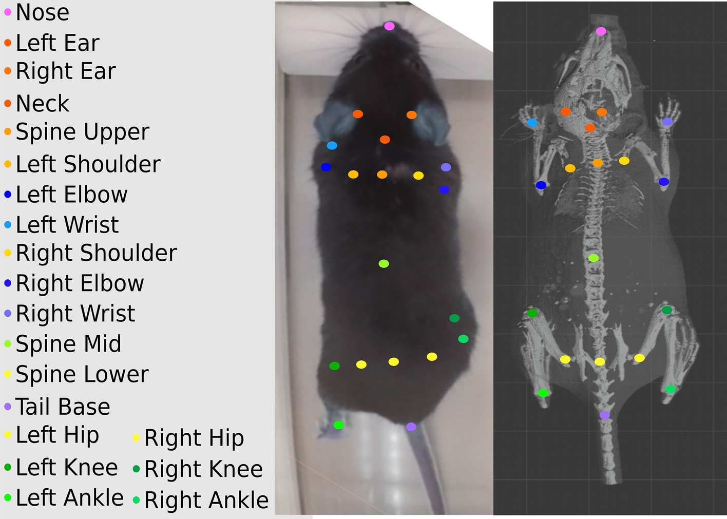 3D mouse pose from single-view video and a new dataset