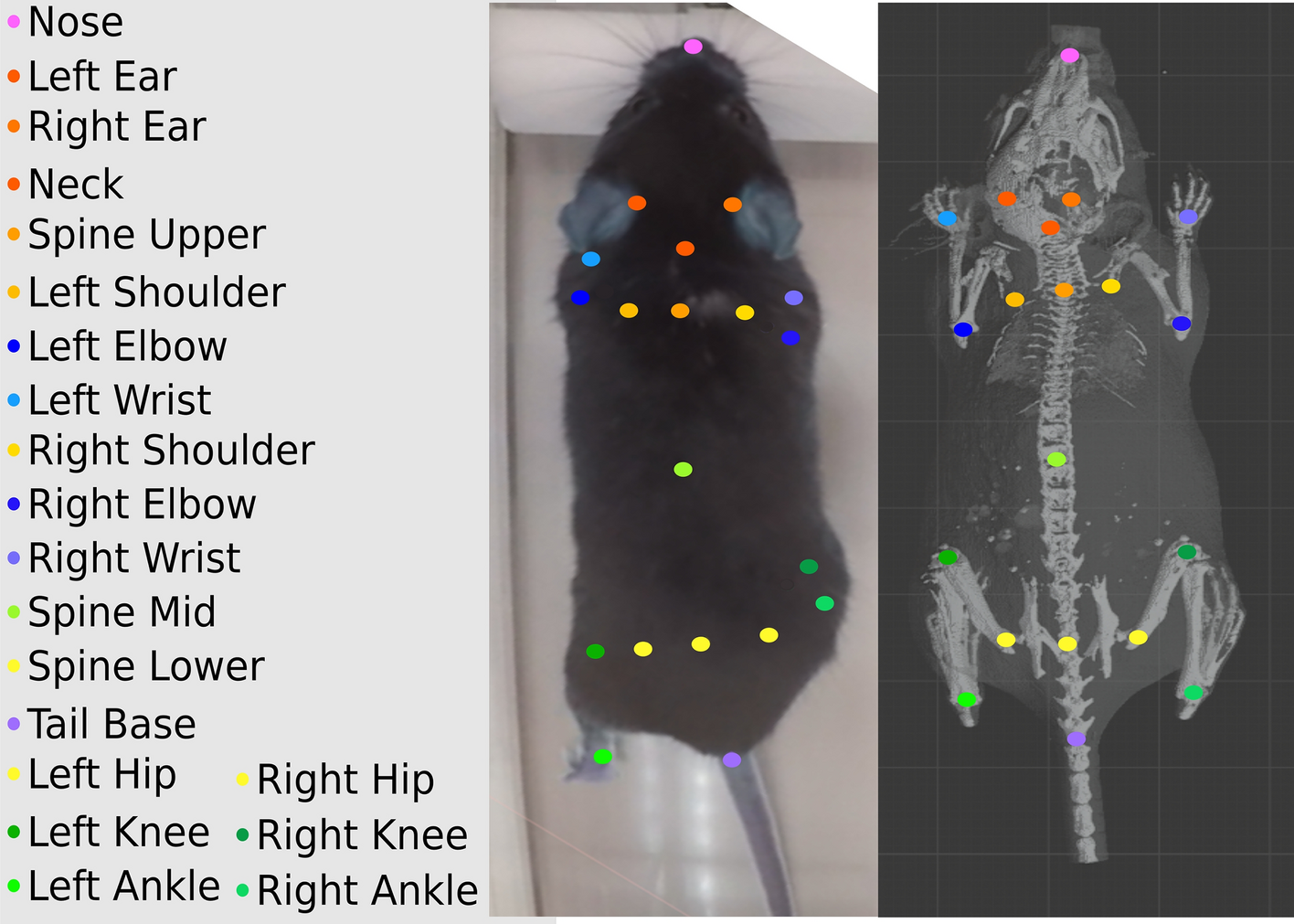 3D pose estimation enables virtual head fixation in freely moving rats -  ScienceDirect