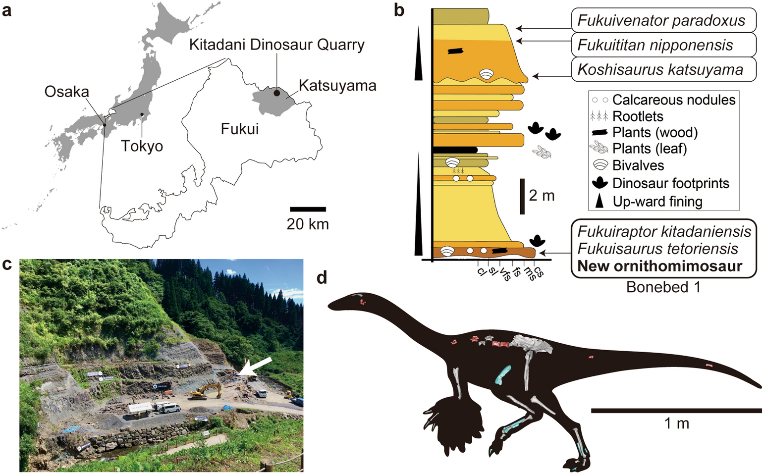 Resolving the long-standing enigmas of a giant ornithomimosaur Deinocheirus  mirificus