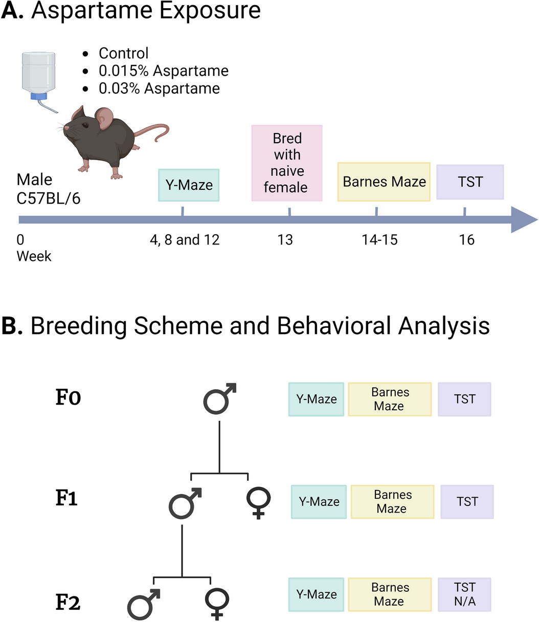 Learning and memory deficits produced by aspartame are heritable via the paternal lineage Scientific Reports picture image