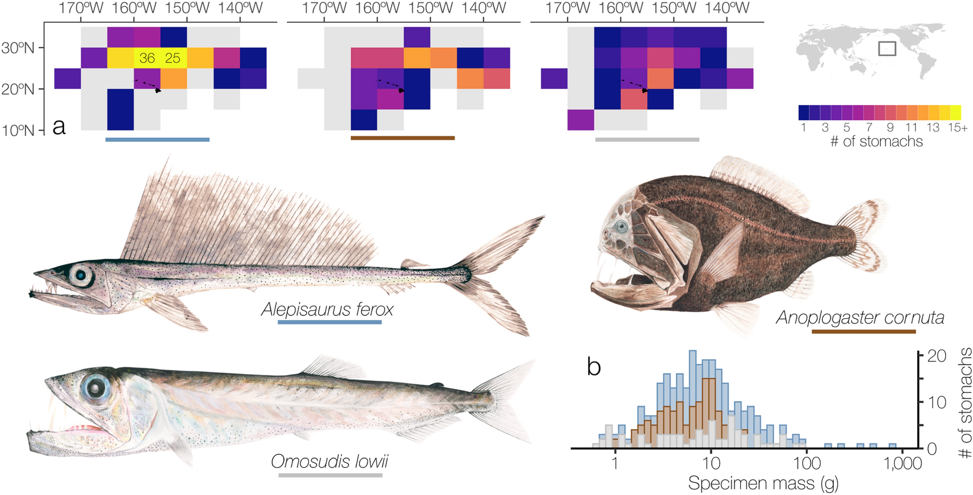 Size comparison of juvenile (less than 2.5 m), subadult (2.5 to 4.0 m)