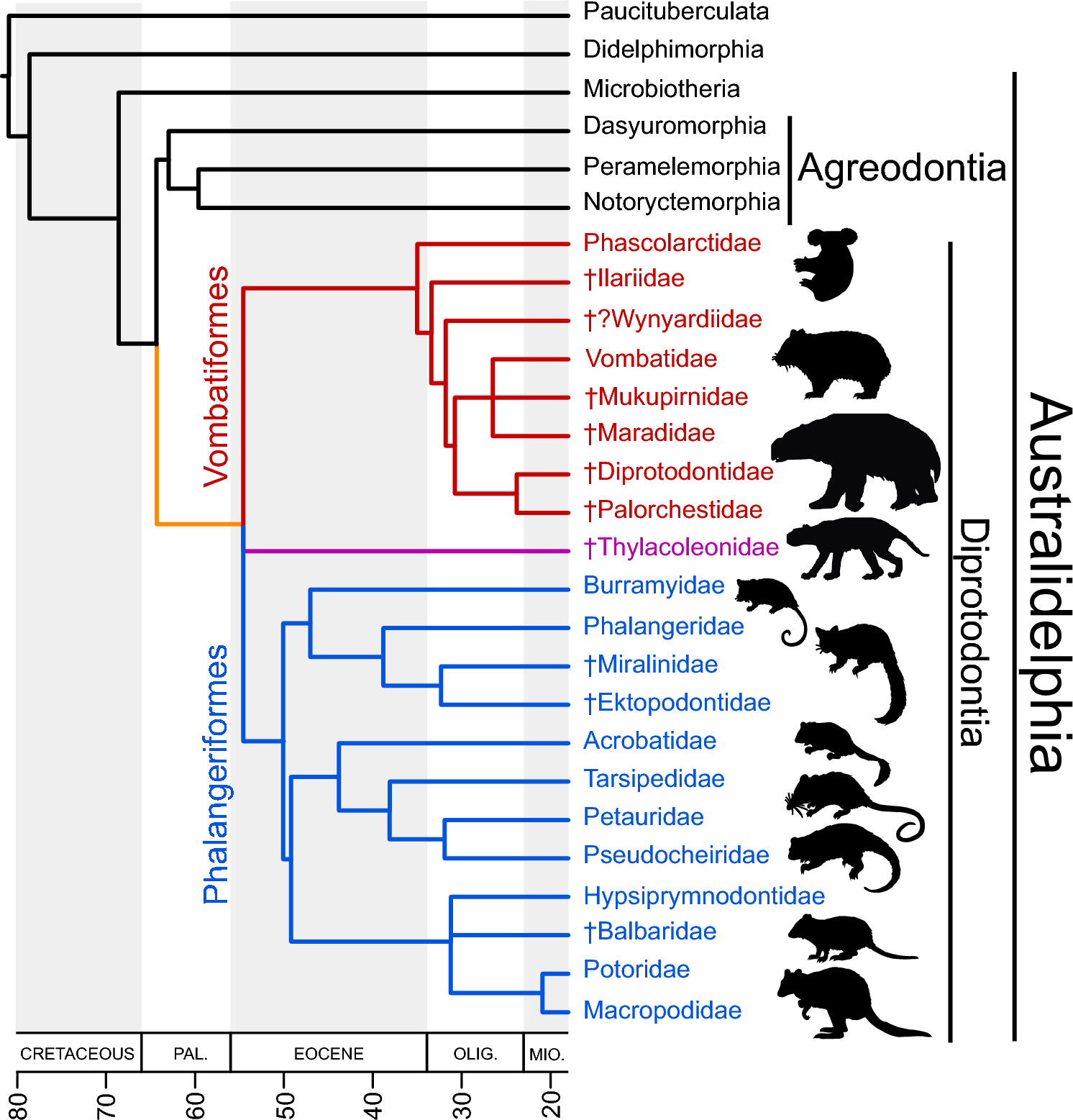 Majority-rule consensus tree reconstructed through BI based on the