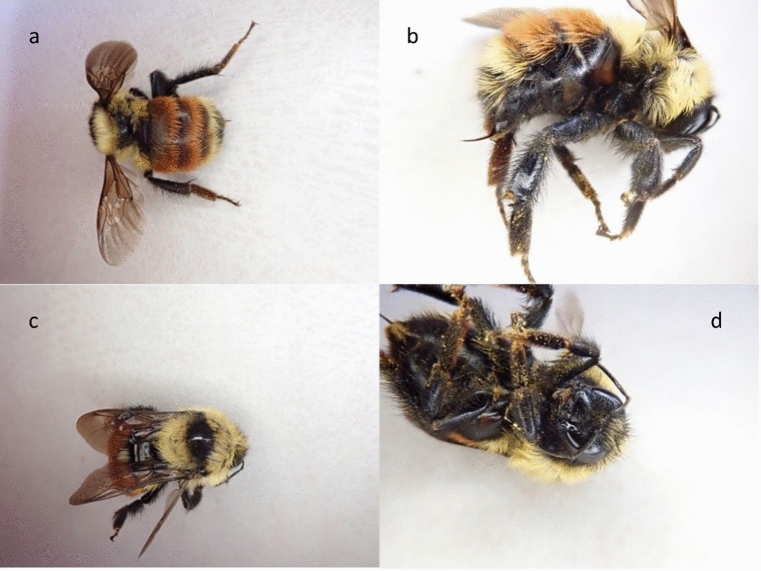 Heath bumblebee - Bumblebee Conservation Trust