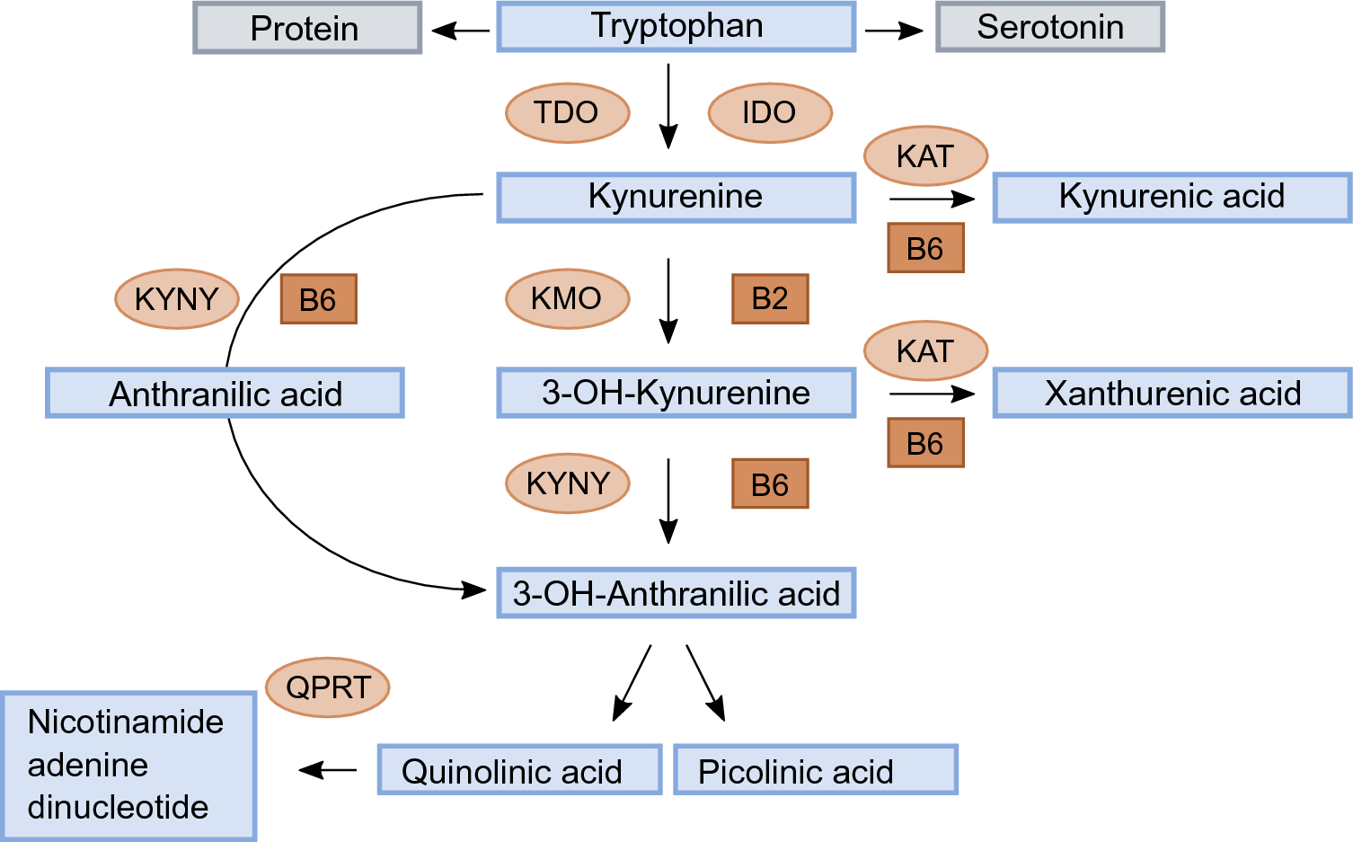 Lower levels of the neuroprotective tryptophan metabolite, kynurenic acid,  in users of estrogen contraceptives | Scientific Reports