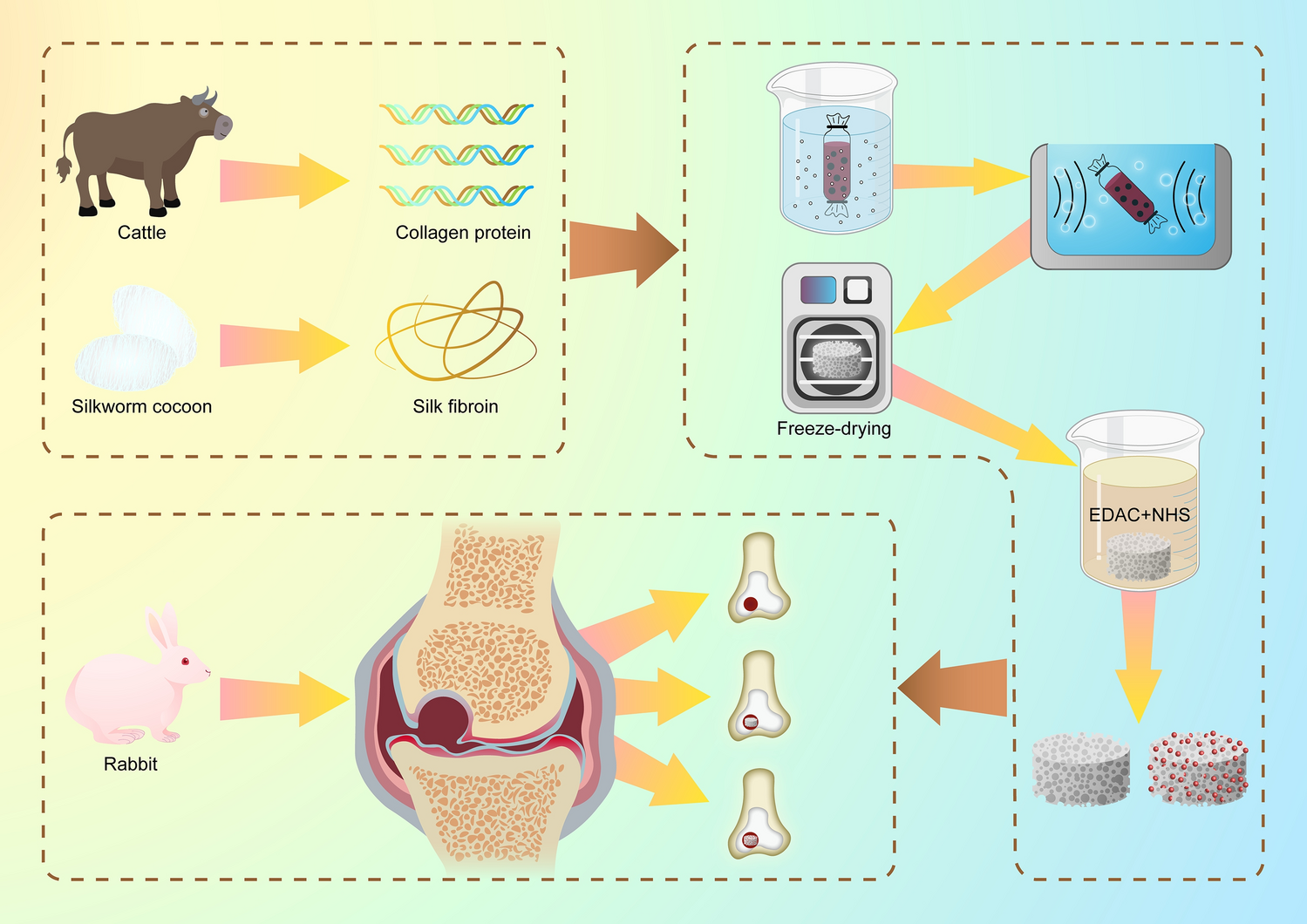 Silk fibroin scaffolds for common cartilage injuries