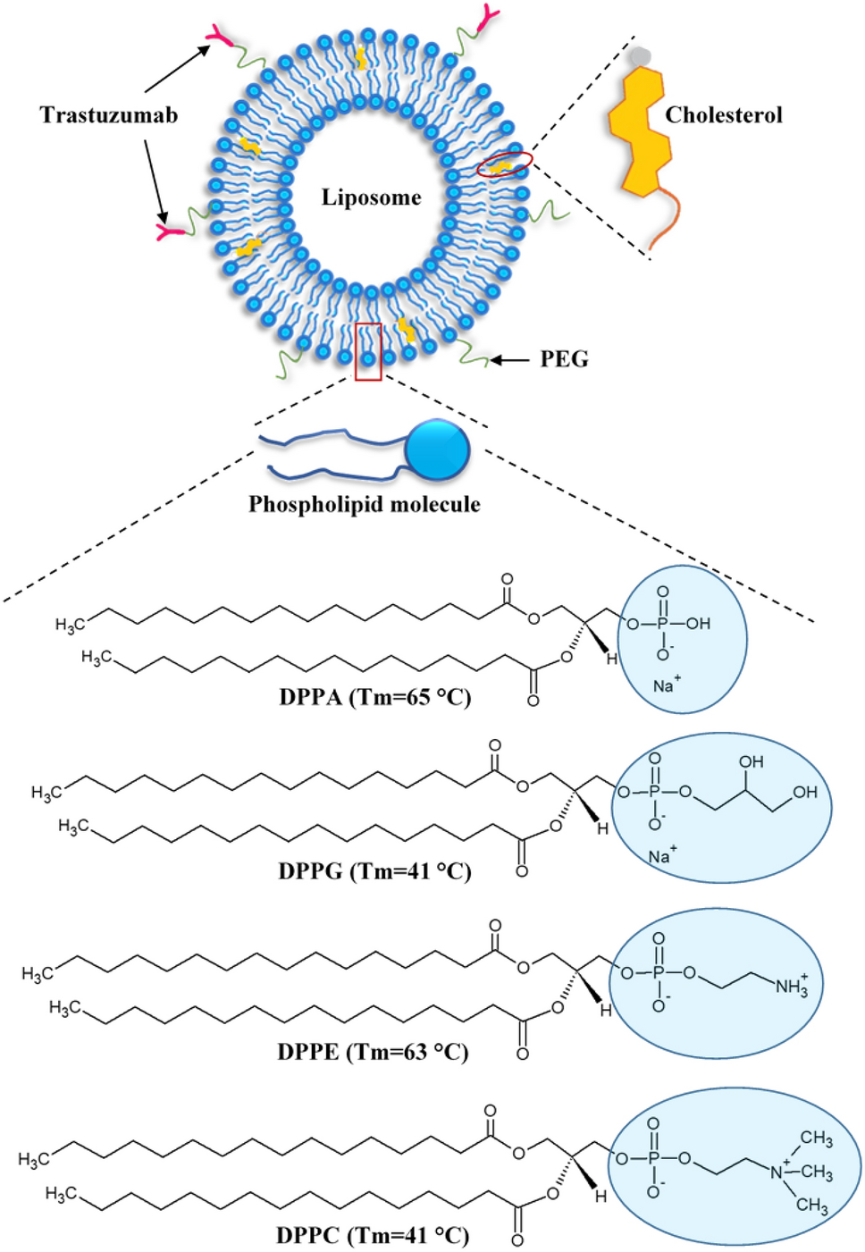 Effect of phospholipid head group on ultrasound-triggered drug release and cellular uptake of immunoliposomes