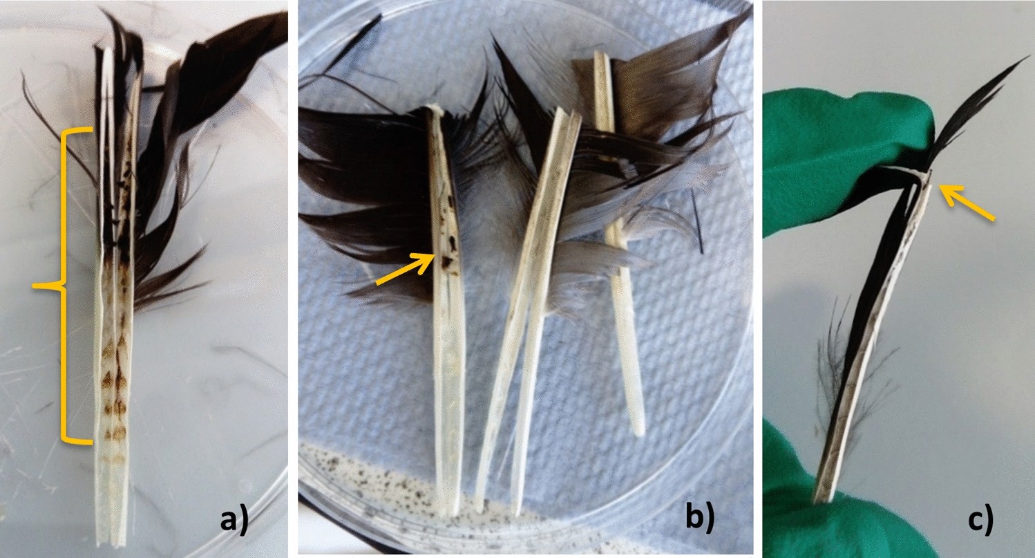 How Bird Feathers Stick Together for Superior Flight Control
