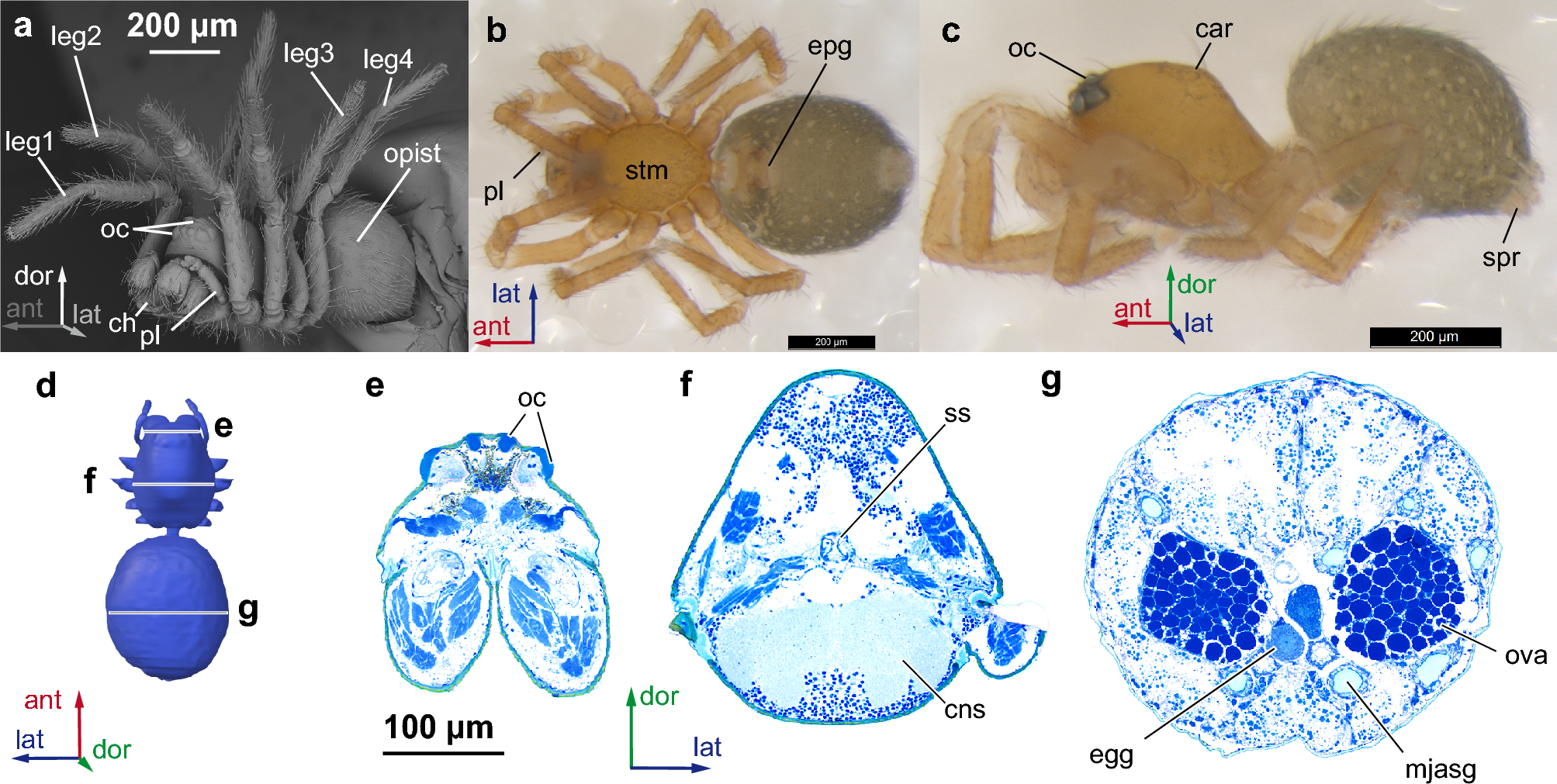 This amazing blue tarantula is a new spider species—but did researchers  break the law when they studied it?, Science