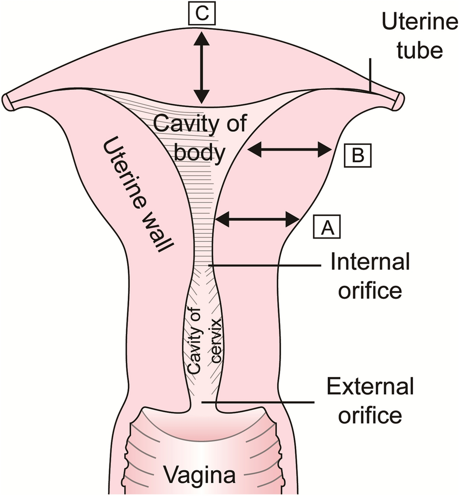 uterus Assessment of key parameters of normal uterus in women of reproductive age  | Scientific Reports