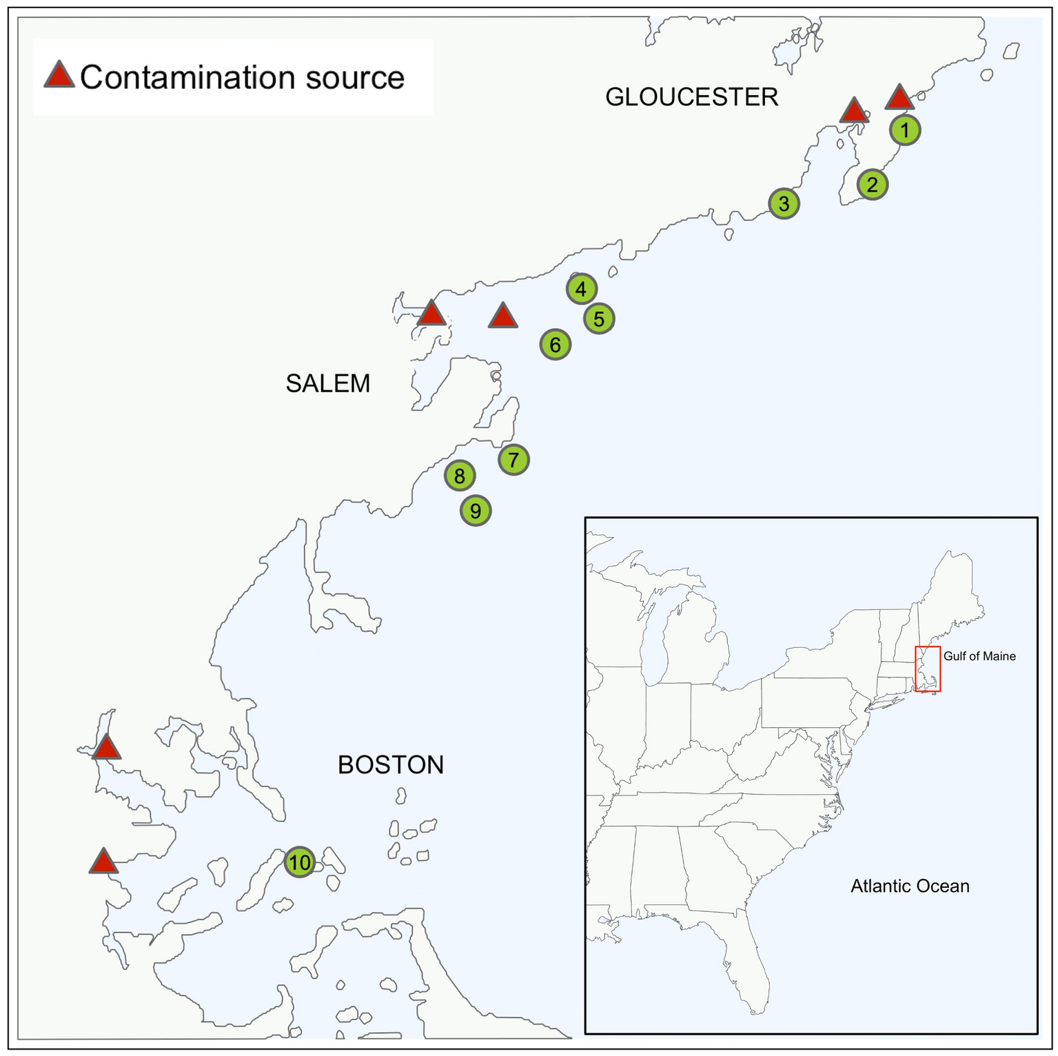 Evidence of elevated heavy metals concentrations in wild and farmed sugar  kelp (Saccharina latissima) in New England | Scientific Reports