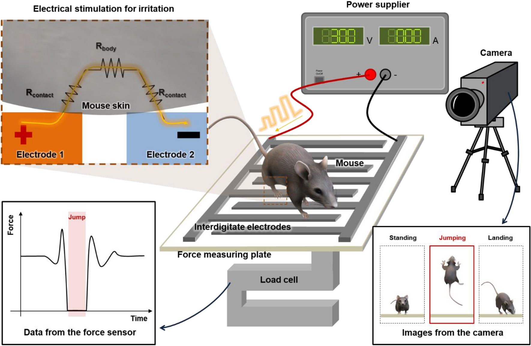 Preclinical assessment of rodent jumping power with a novel 