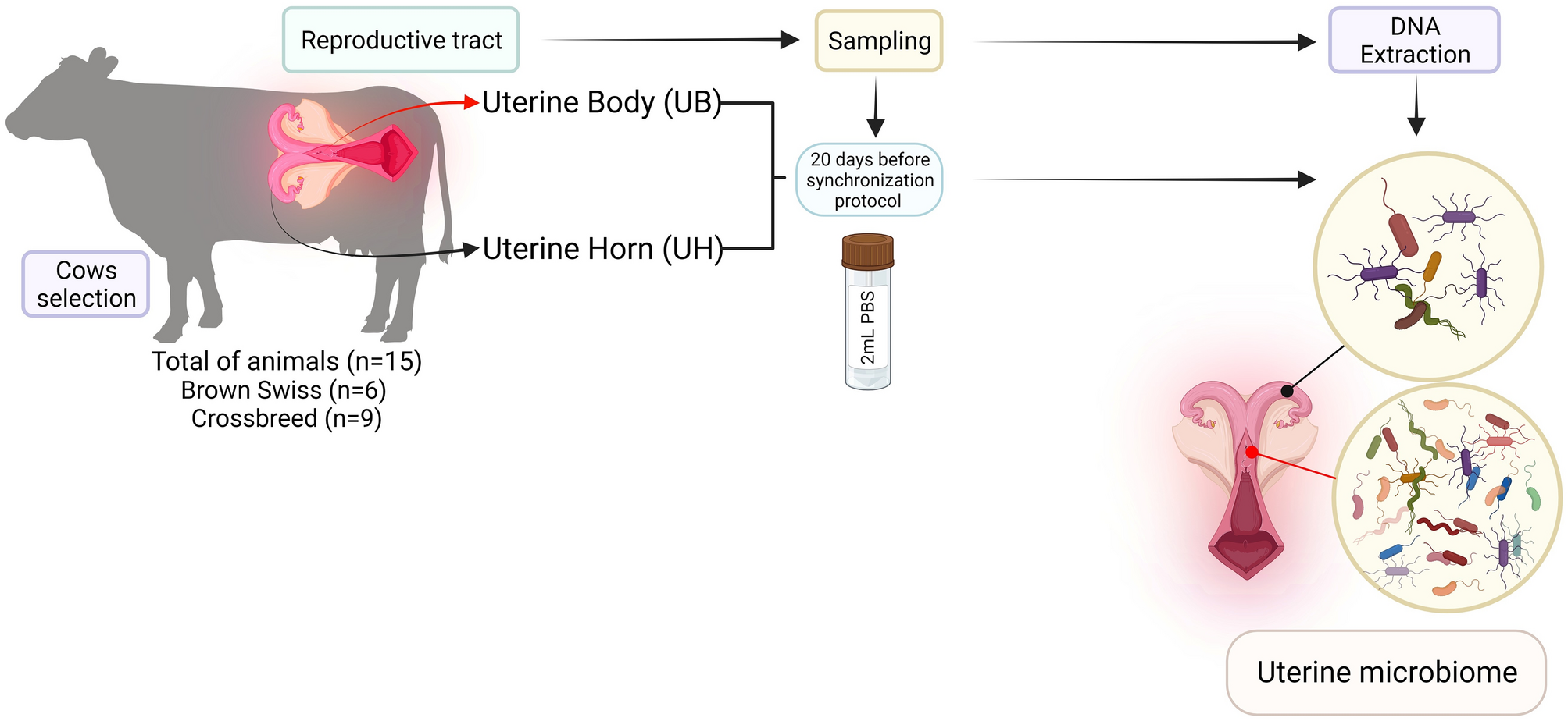 In vivo tests - UB-CARE ITALY