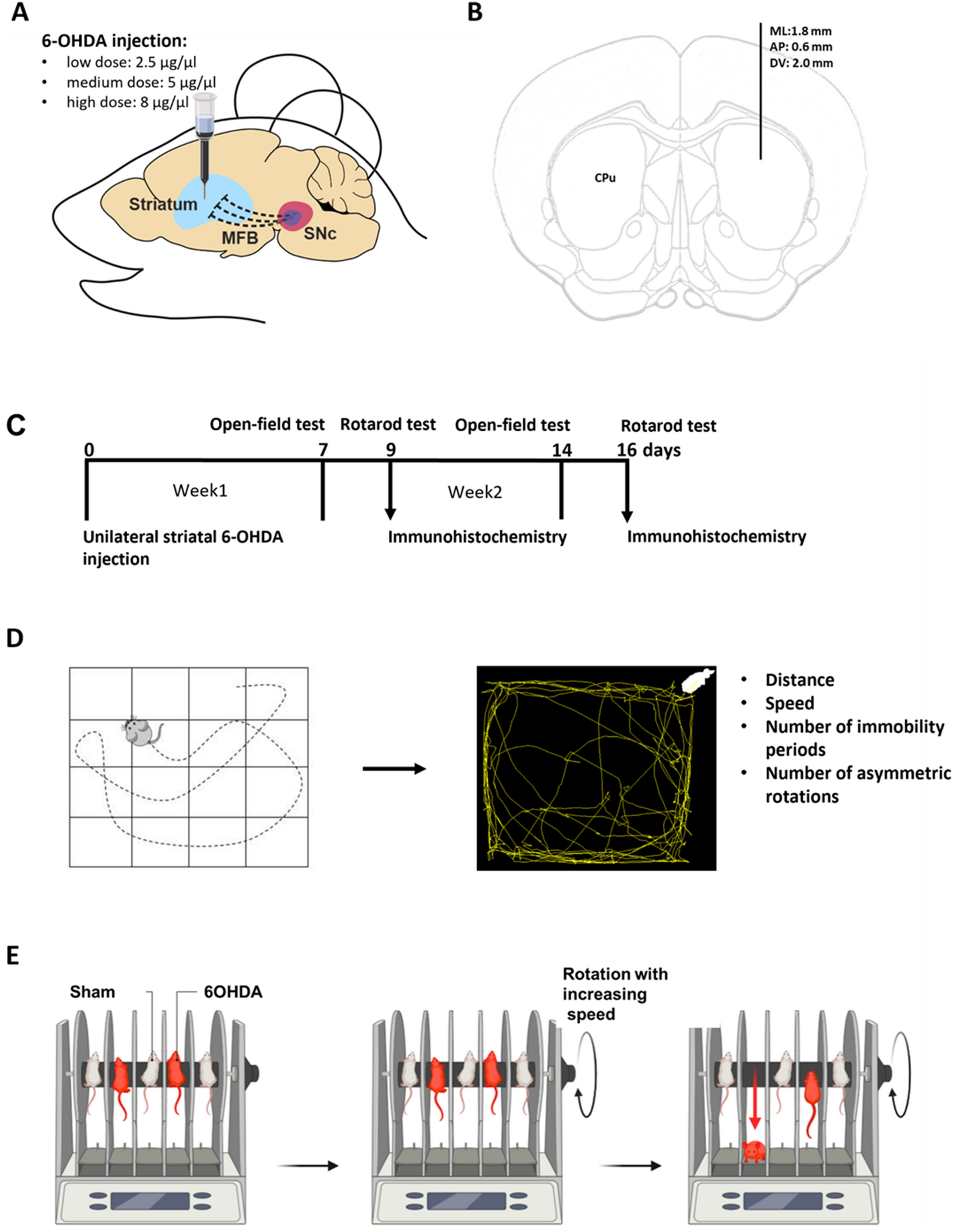 Behavioral, neural and ultrastructural alterations in a graded-dose 6-OHDA  mouse model of early-stage Parkinson's disease | Scientific Reports
