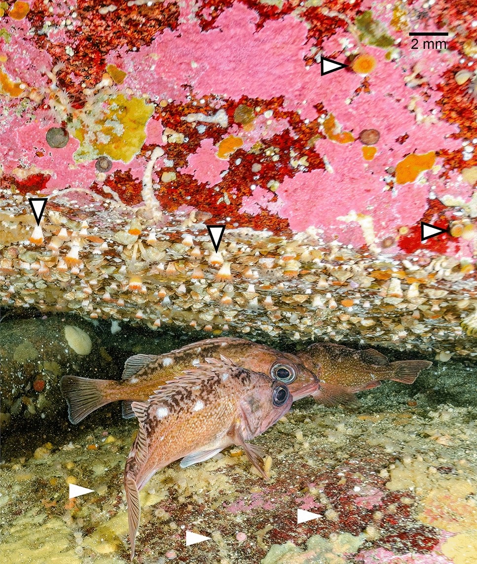 Ecophysiological and behavioural response of juveniles of the Chilean  cold-water coral Caryophyllia (Caryophyllia) huinayensis to increasing  sediment loads
