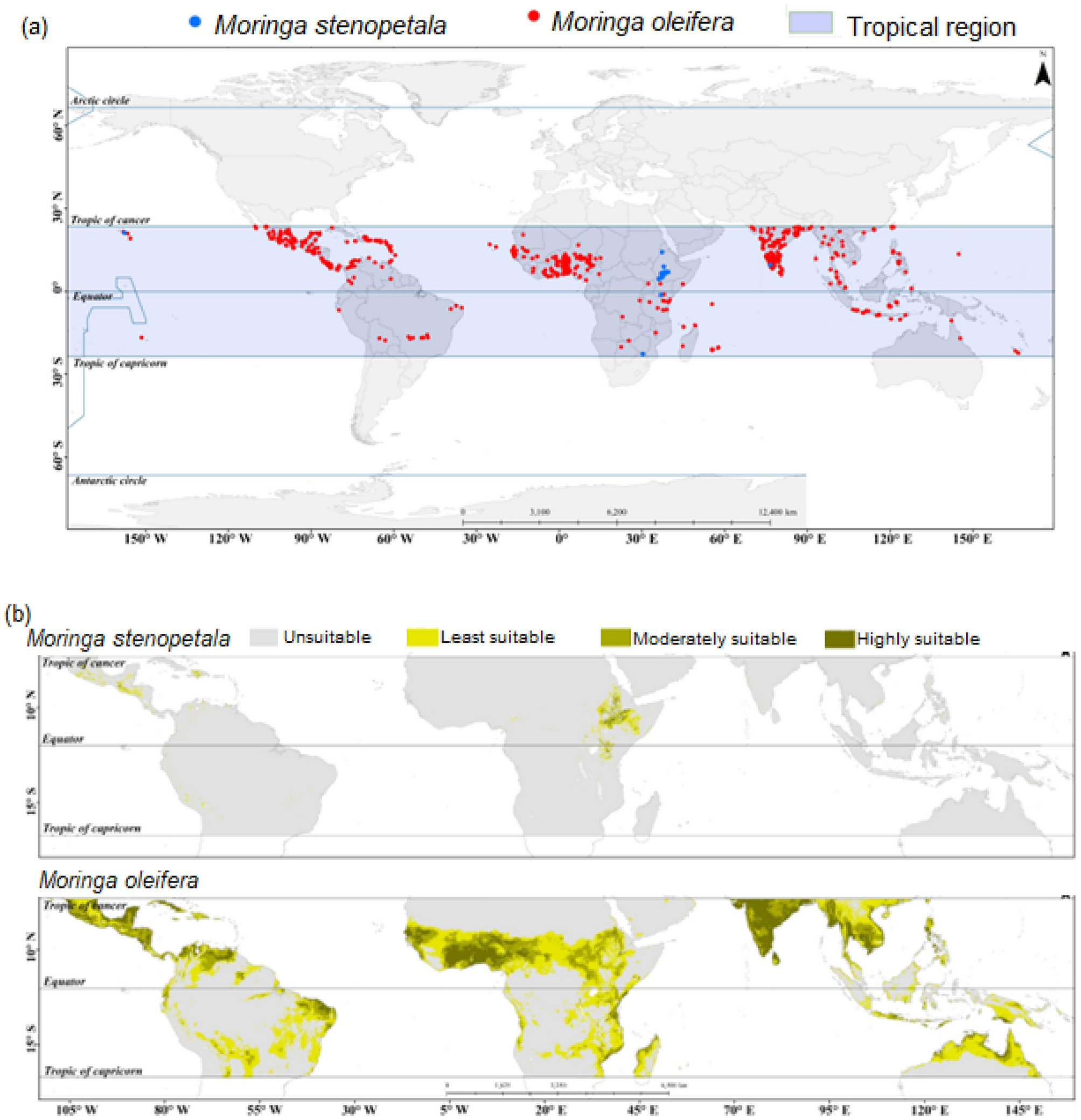 Modelling habitat suitability for Moringa oleifera and Moringa stenopetala  under current and future climate change scenarios