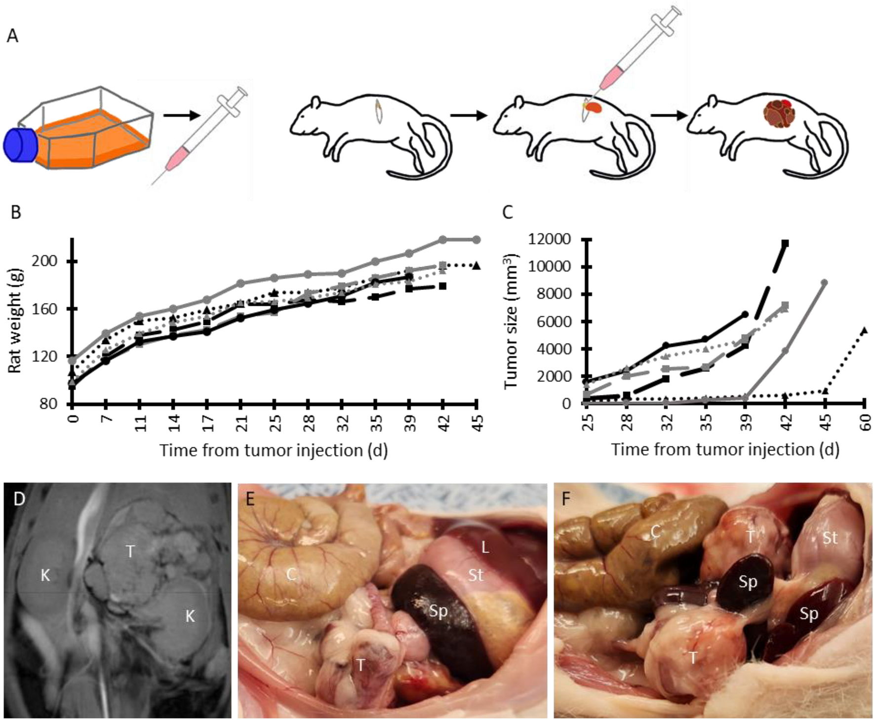 Survival following complete resection of neuroblastoma in novel orthotopic  rat xenograft model | Scientific Reports