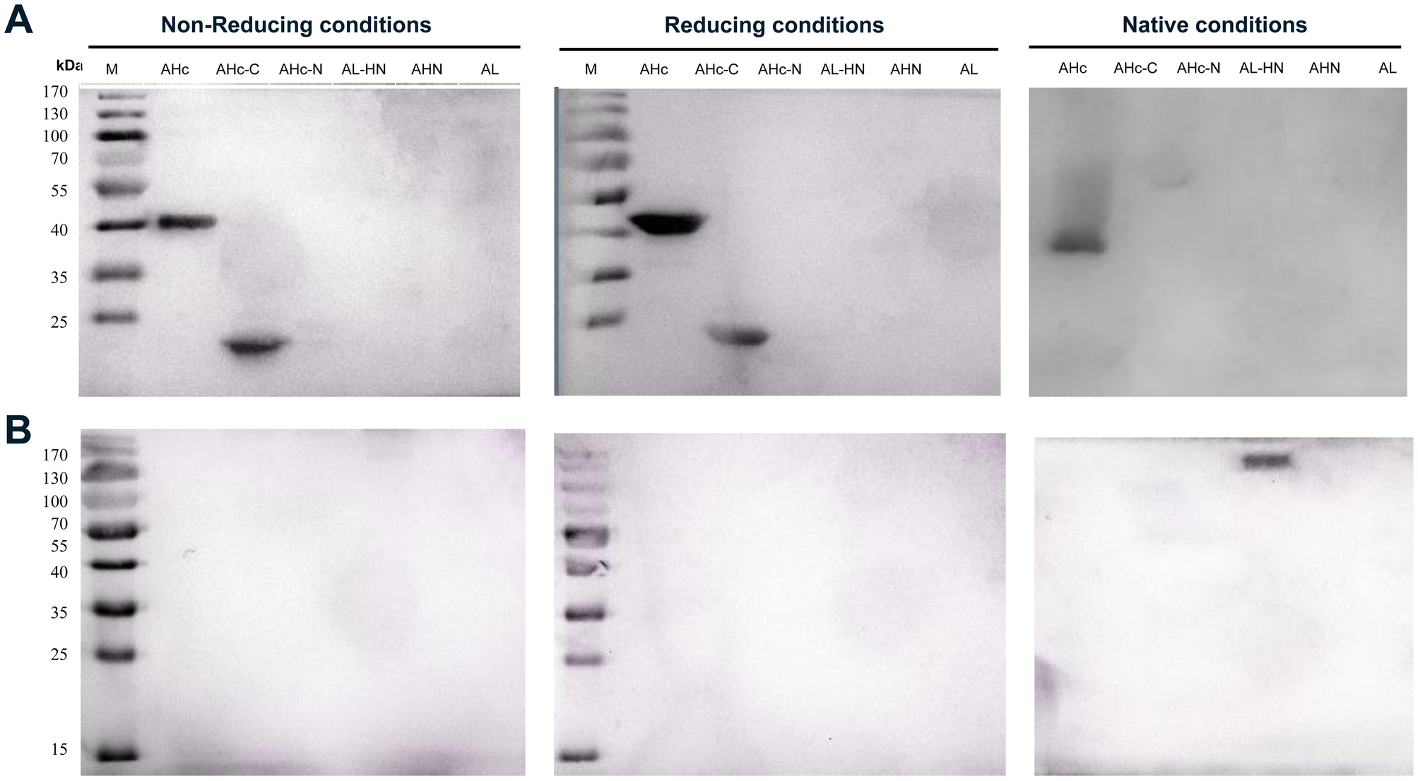 A human bispecific antibody neutralizes botulinum neurotoxin serotype A |  Scientific Reports