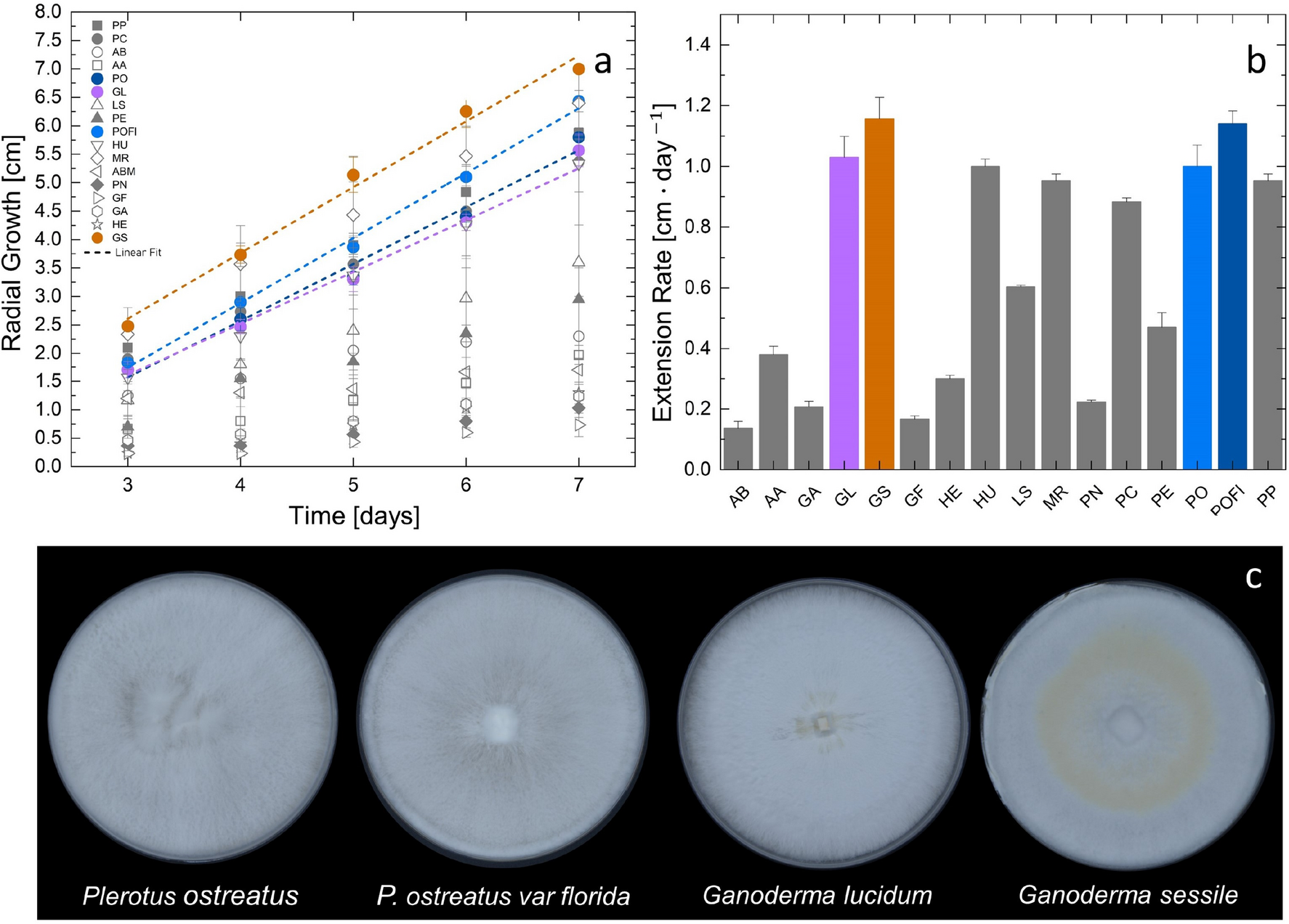 Morphology and mechanics of fungal mycelium