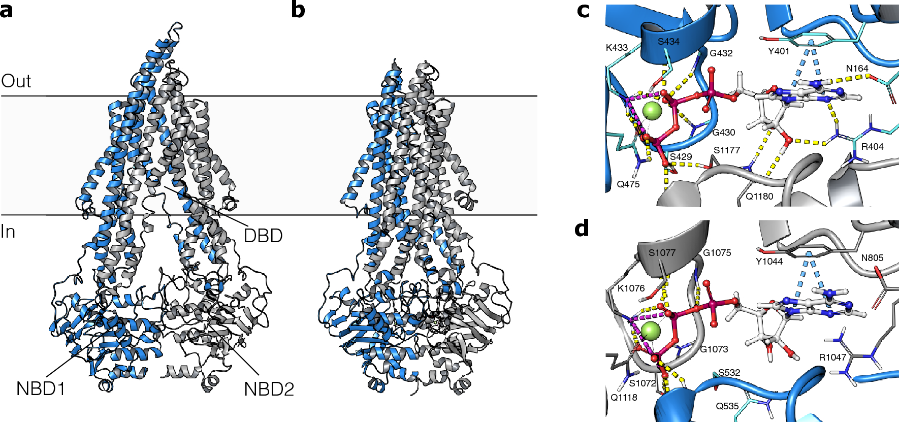 Combining Machine Learning and Molecular Dynamics to Predict P-Glycoprotein  Substrates