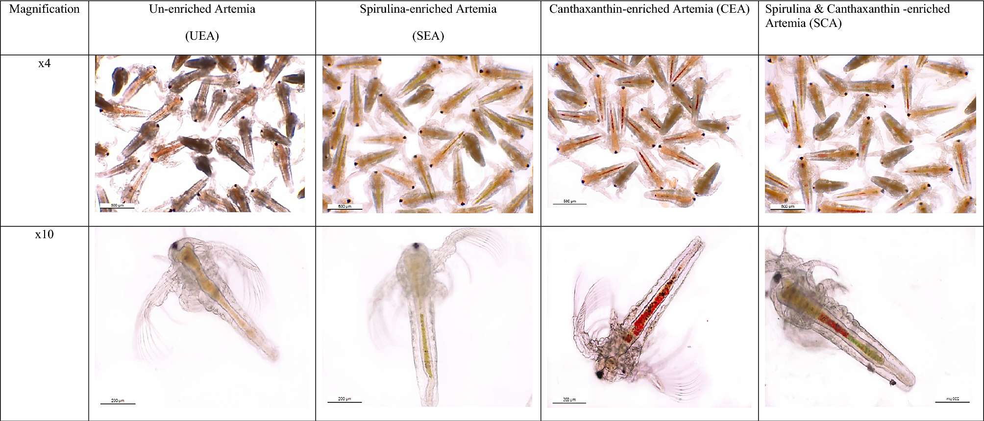 Source diversity of Artemia enrichment boosts goldfish (Carassius