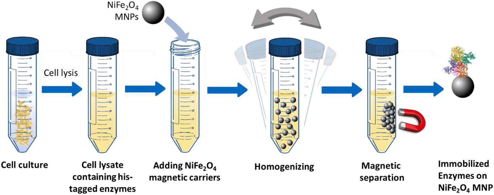 Direct purification and immobilization of his-tagged enzymes using  unmodified nickel ferrite NiFe2O4 magnetic nanoparticles