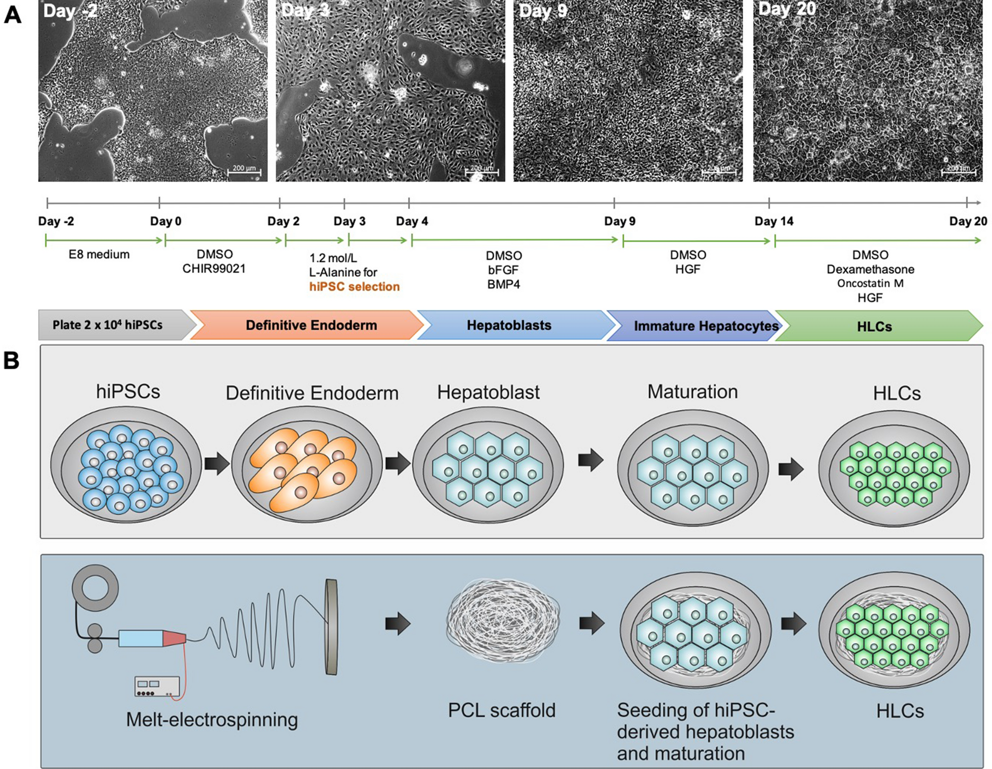 Combination of melt-electrospun poly-ε-caprolactone scaffolds and  hepatocyte-like cells from footprint-free hiPSCs to create 3D biohybrid  constructs for liver tissue engineering