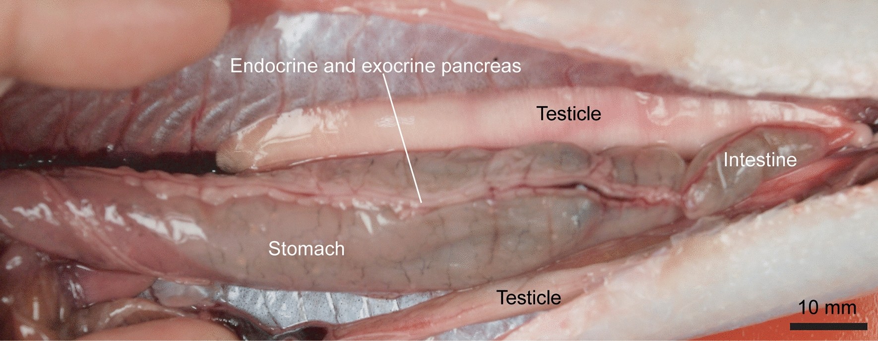 Anatomy of the endocrine pancreas in actinopterygian fishes and its  phylogenetic implications | Scientific Reports