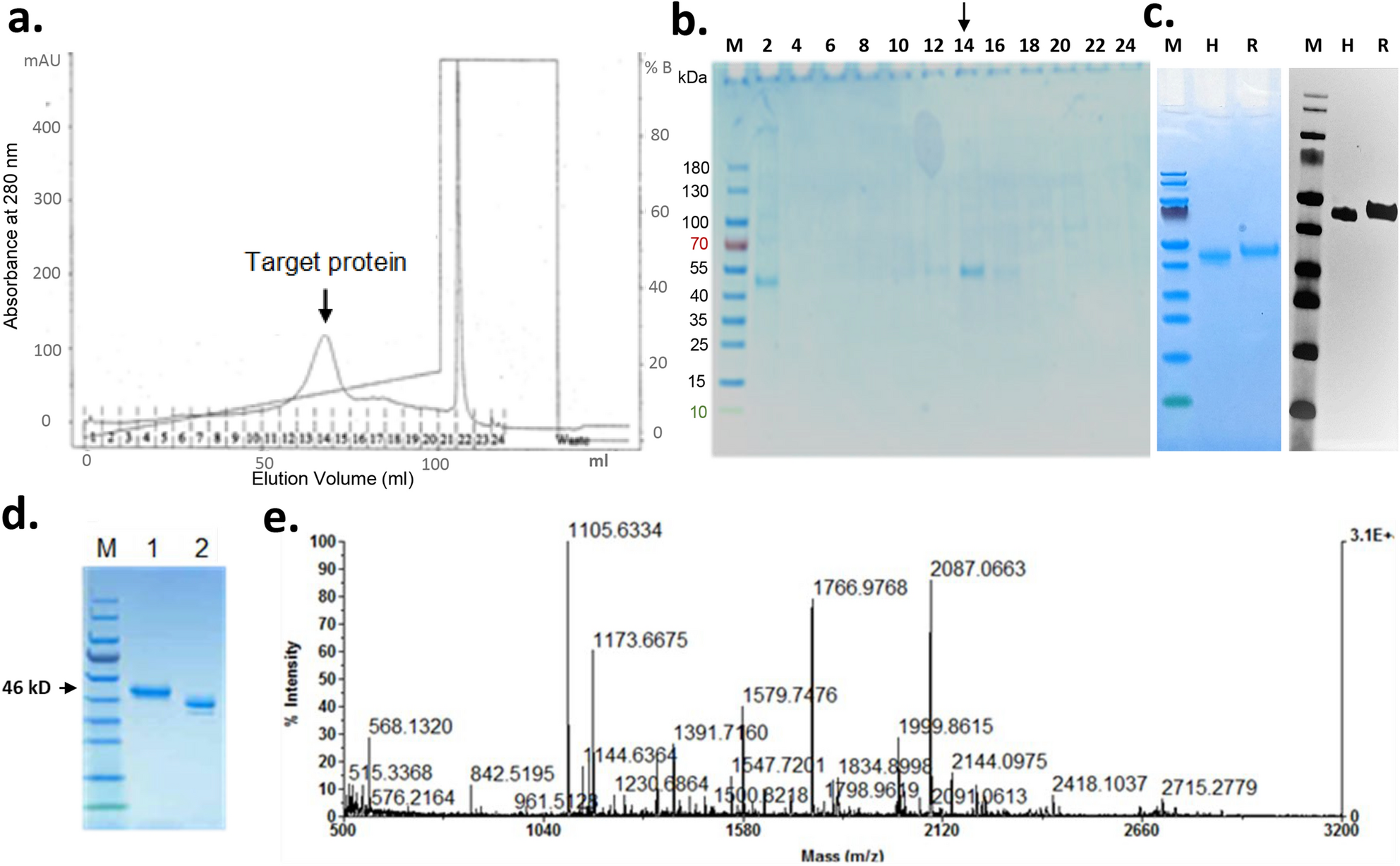 Human cell-expressed tag-free rhMFG-E8 as an effective radiation mitigator  | Scientific Reports