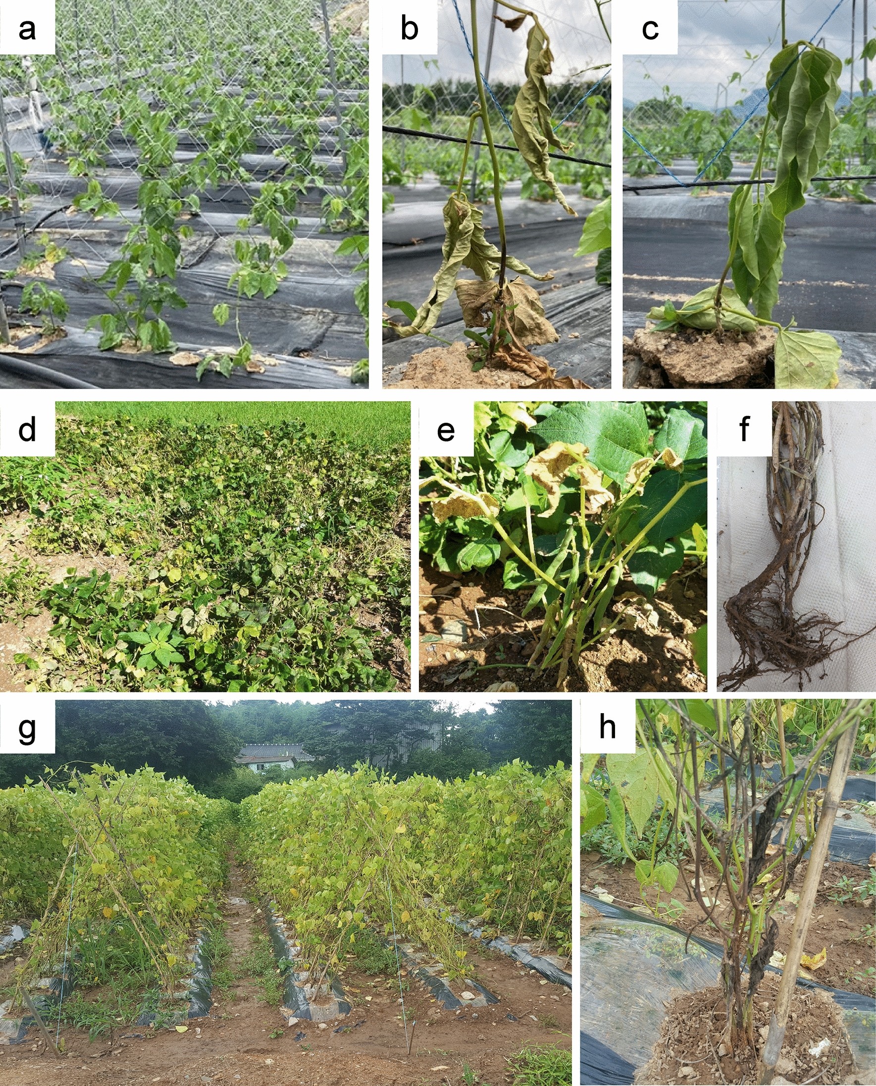 Diversity and pathogenic characteristics of the Fusarium species isolated  from minor legumes in Korea | Scientific Reports