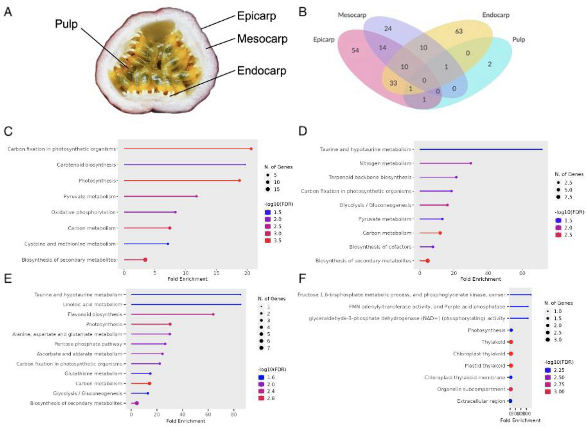 Tissue-specific proteome profile analysis reveals regulatory and stress  responsive networks in passion fruit during storage