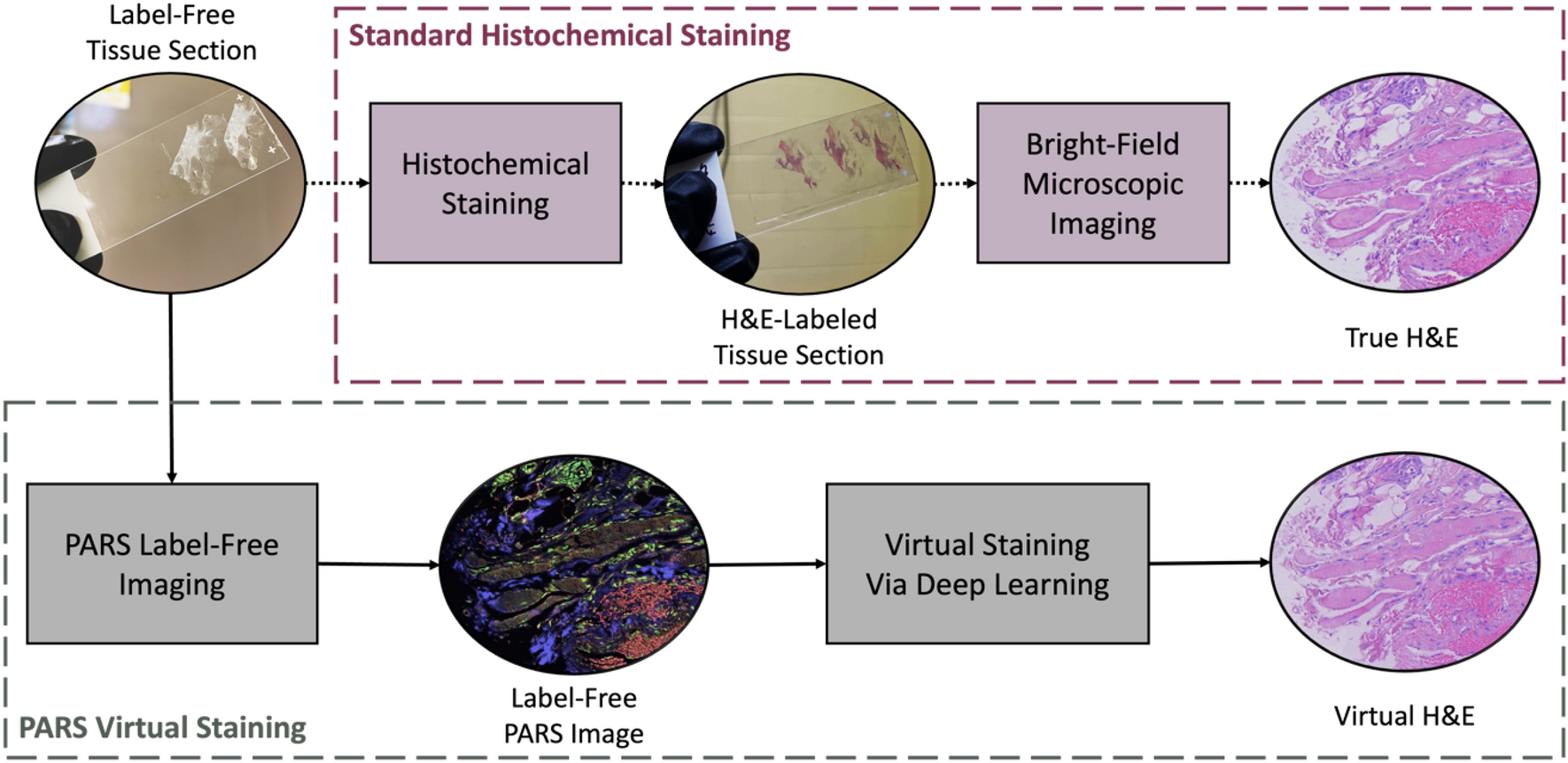 Multi-channel feature extraction for virtual histological staining