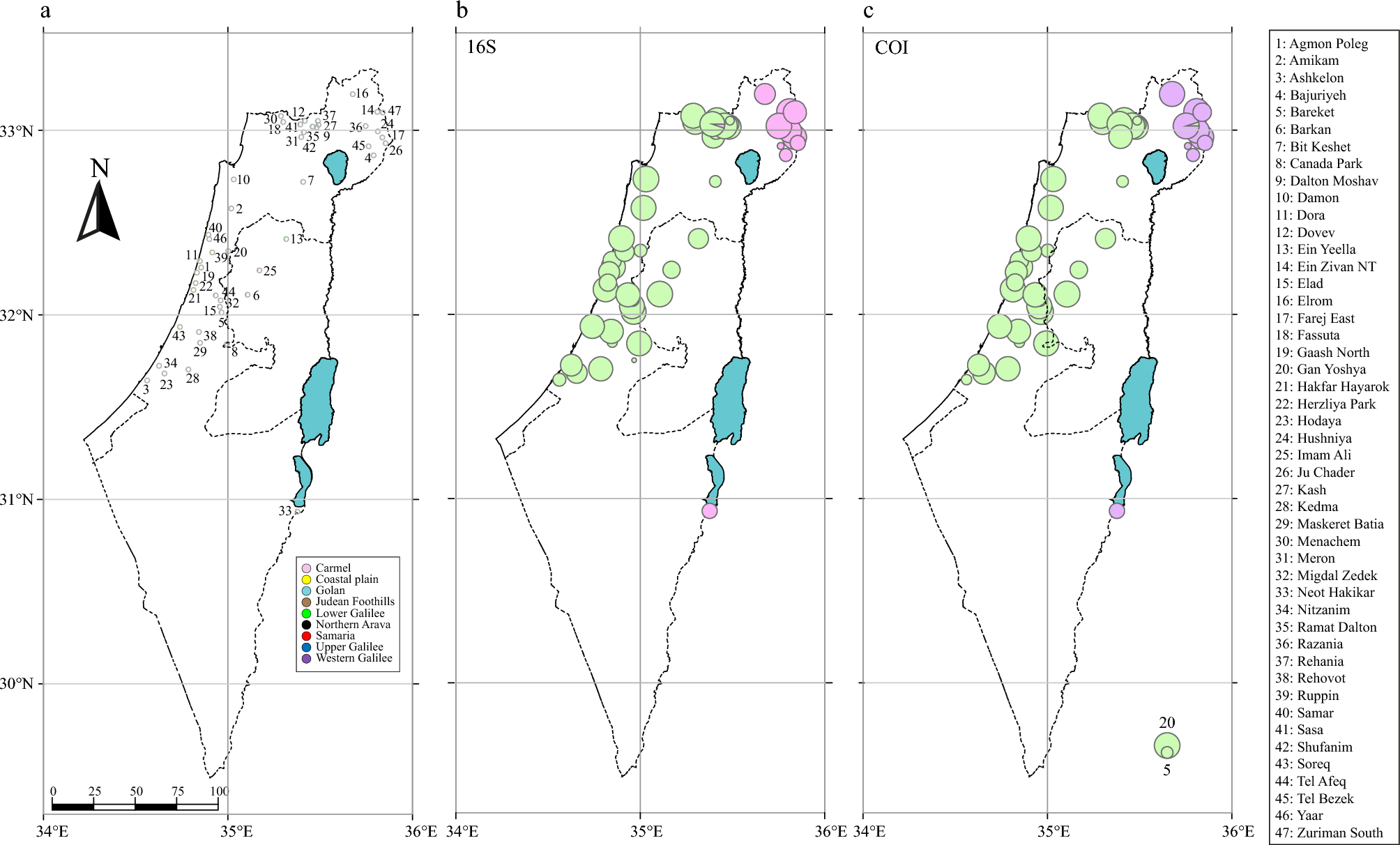 The phylogeography of Middle Eastern tree frogs in Israel