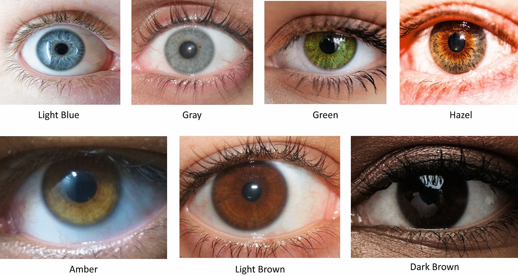 Are Brown Eyes Dominant? | Blog | Eyebuydirect, image size:1652x880