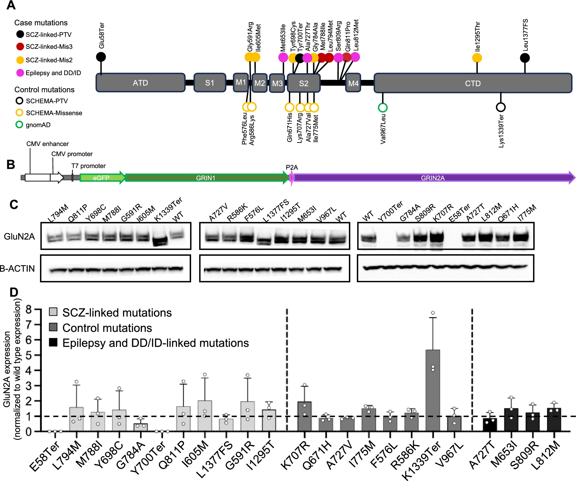 Scientists Identify First Single Gene Proven to Directly Cause Mental Illness